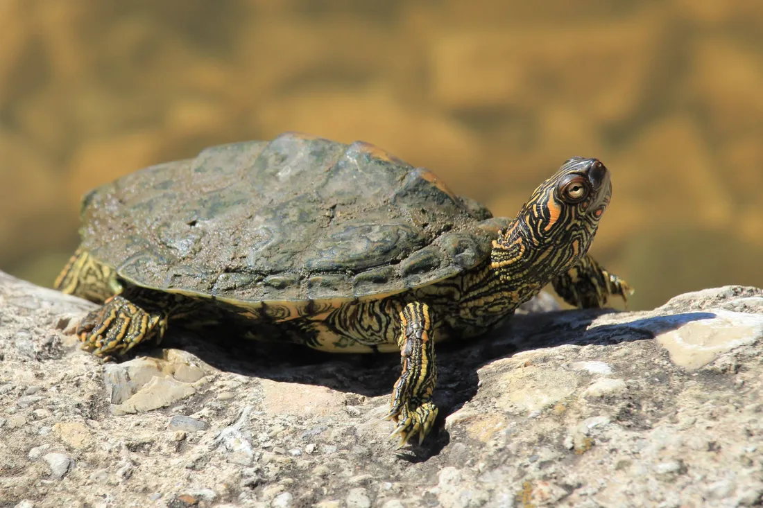Cool Turtle