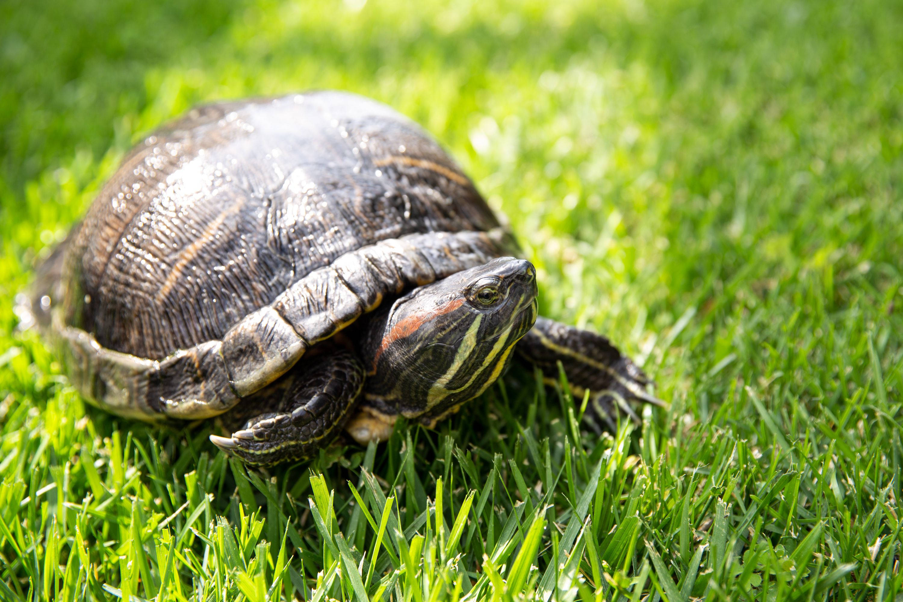 Round Map Turtle, red and yellow stripes, vibrant green grass, 2K Desktop Wallpaper