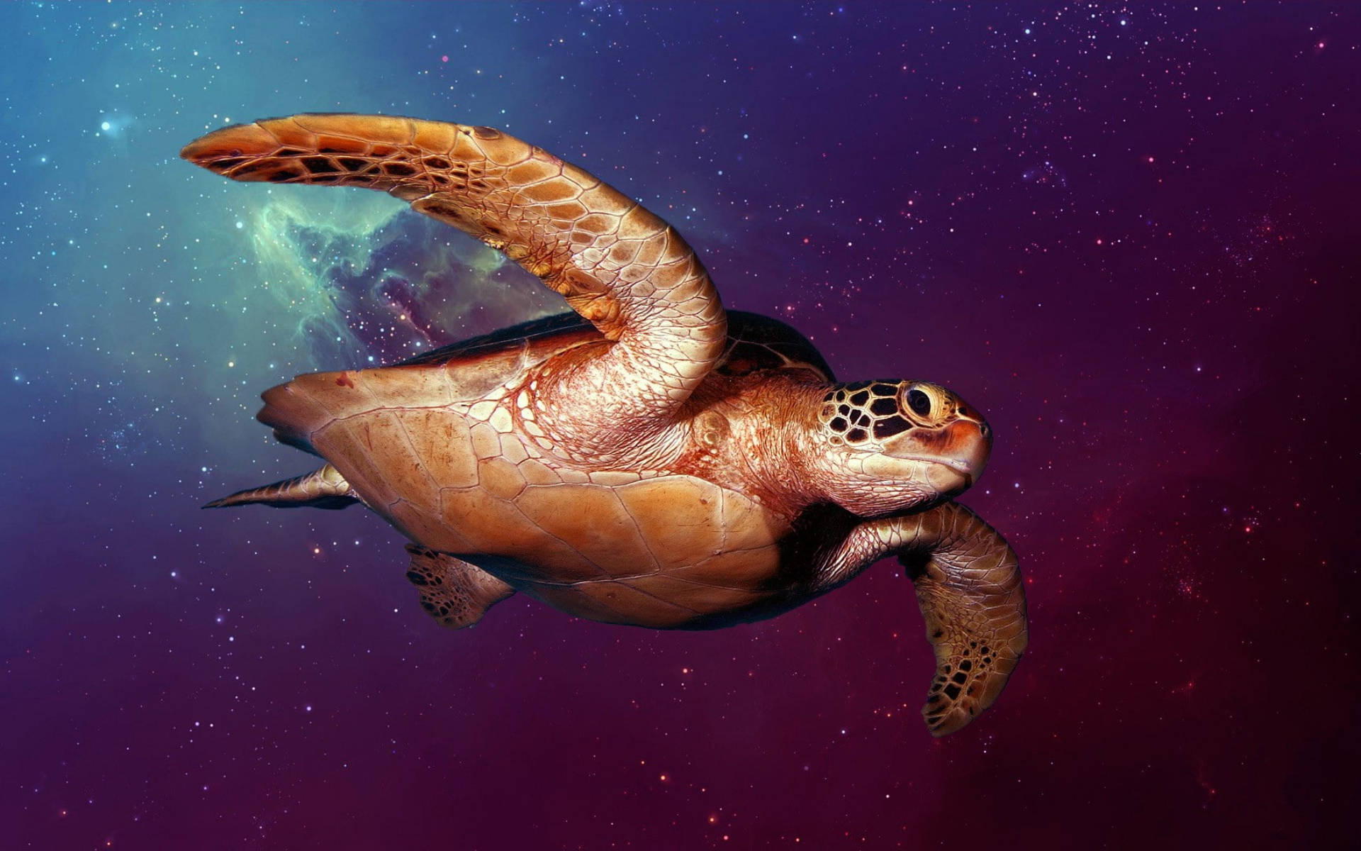 Cool Turtle, outer space, cosmic nebula, Full HD Desktop Wallpaper