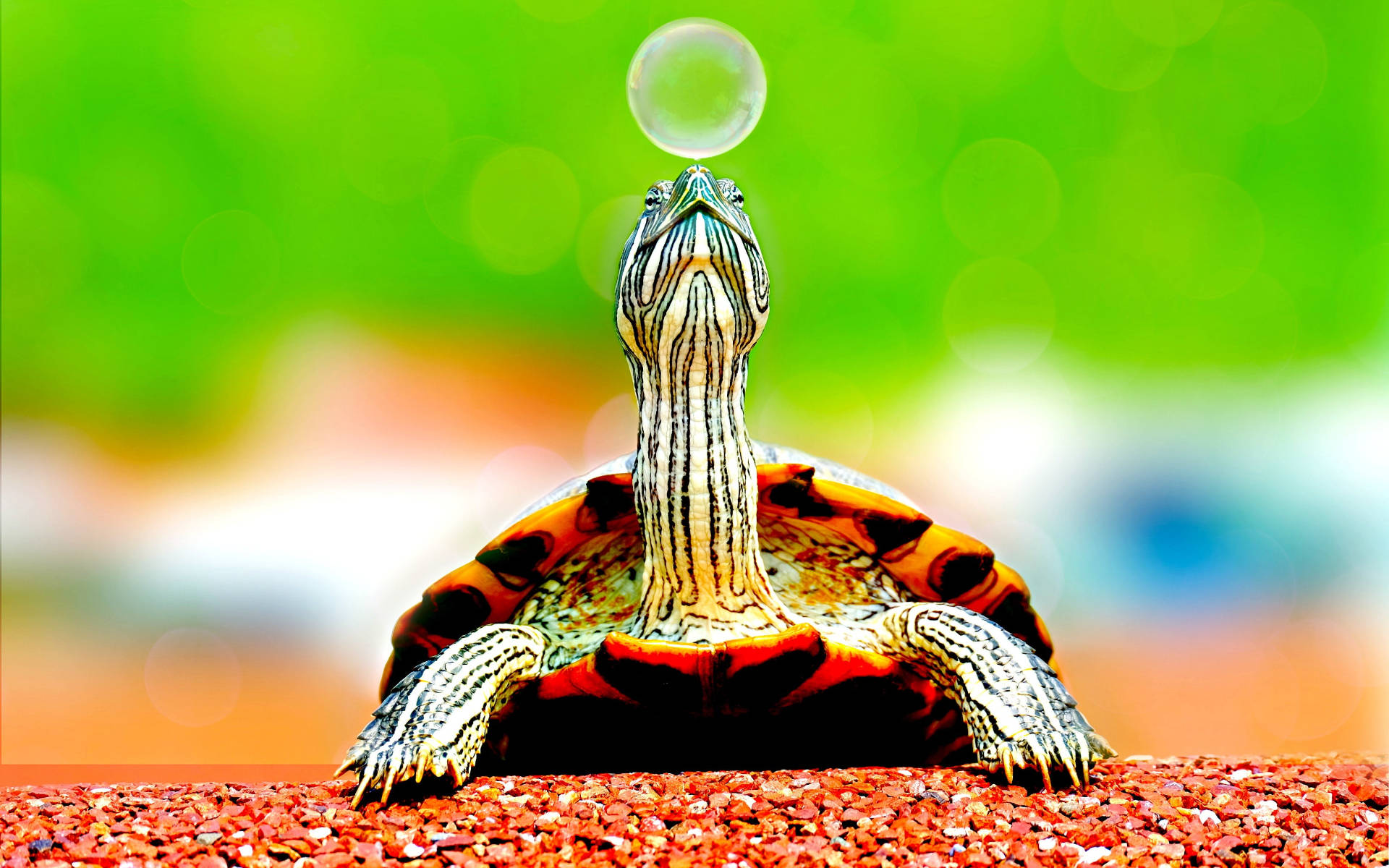 Cool Turtle, soap bubble, bright green bokeh background, Full HD Desktop Wallpaper