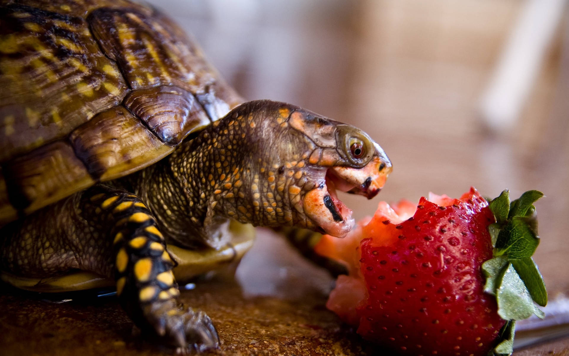 Cool Turtle, box turtle, bright red strawberry, Full HD Desktop Wallpaper