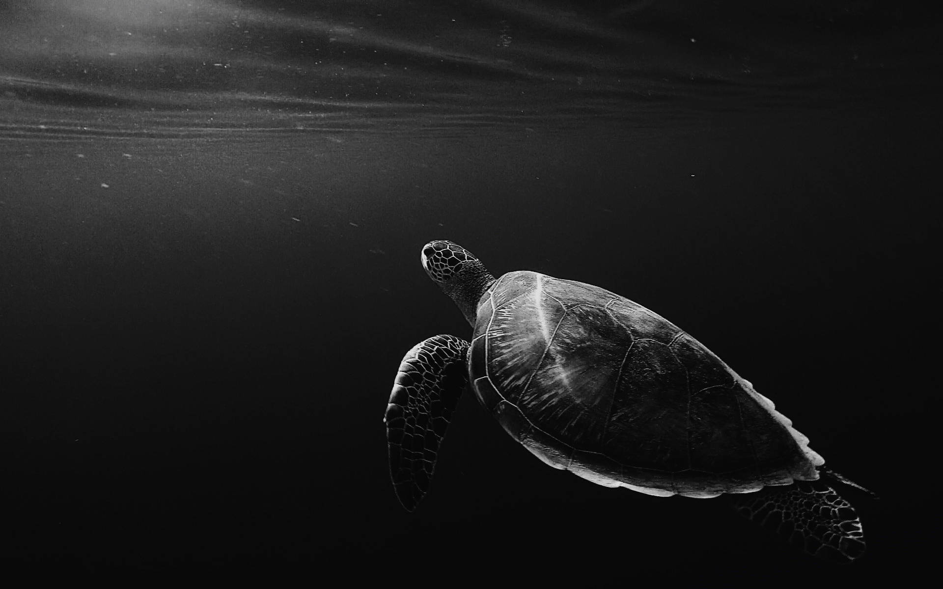 Cool Turtle, grayscale, ocean, Full HD Desktop Wallpaper