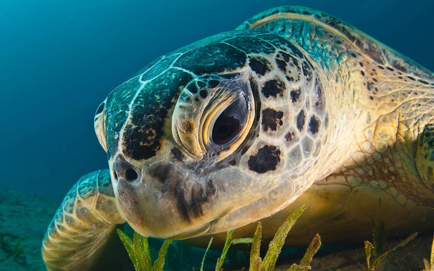 Cool Turtle, sea turtle, large eyes, HD Desktop Wallpaper