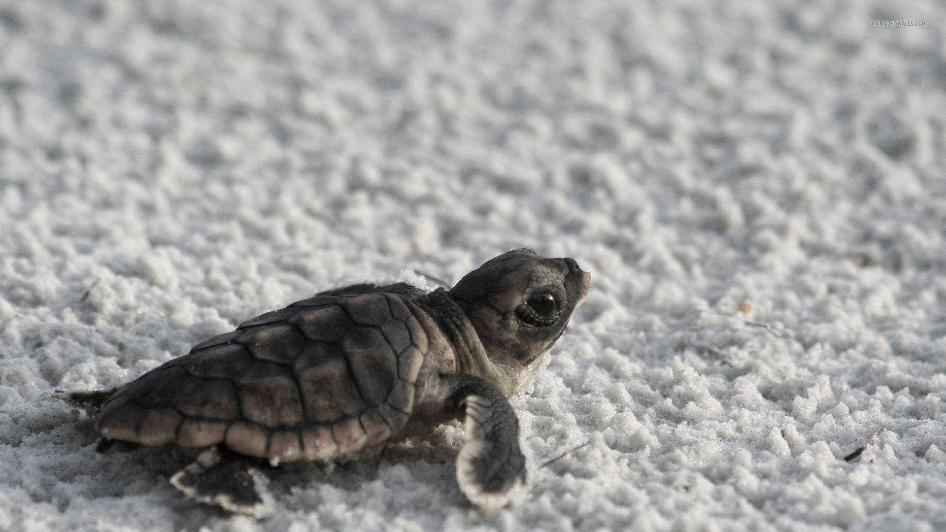Cool Turtle, white sand, dark shell, Full HD Desktop Wallpaper