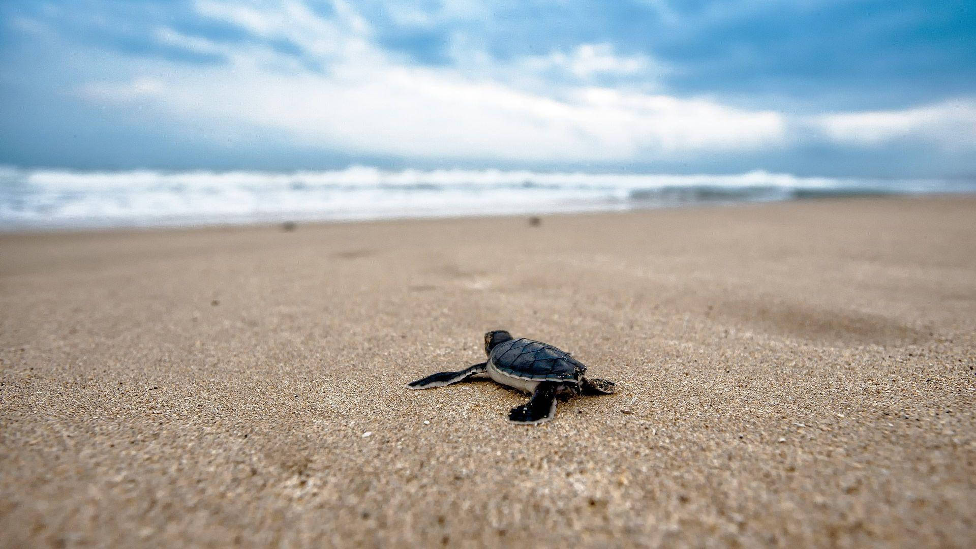 Cool Turtle, baby sea turtle, wet sand, Full HD Desktop Wallpaper