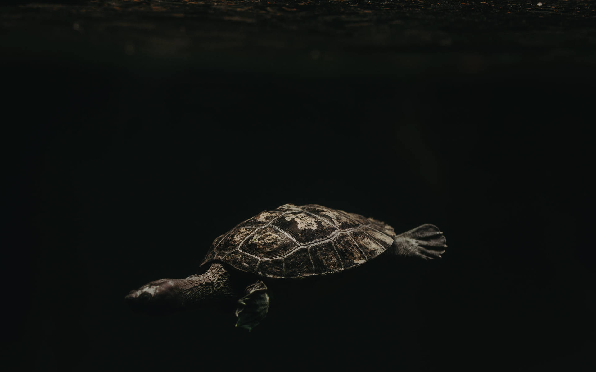 brown cool turtle, darkness, dark water, Full HD Desktop Wallpaper