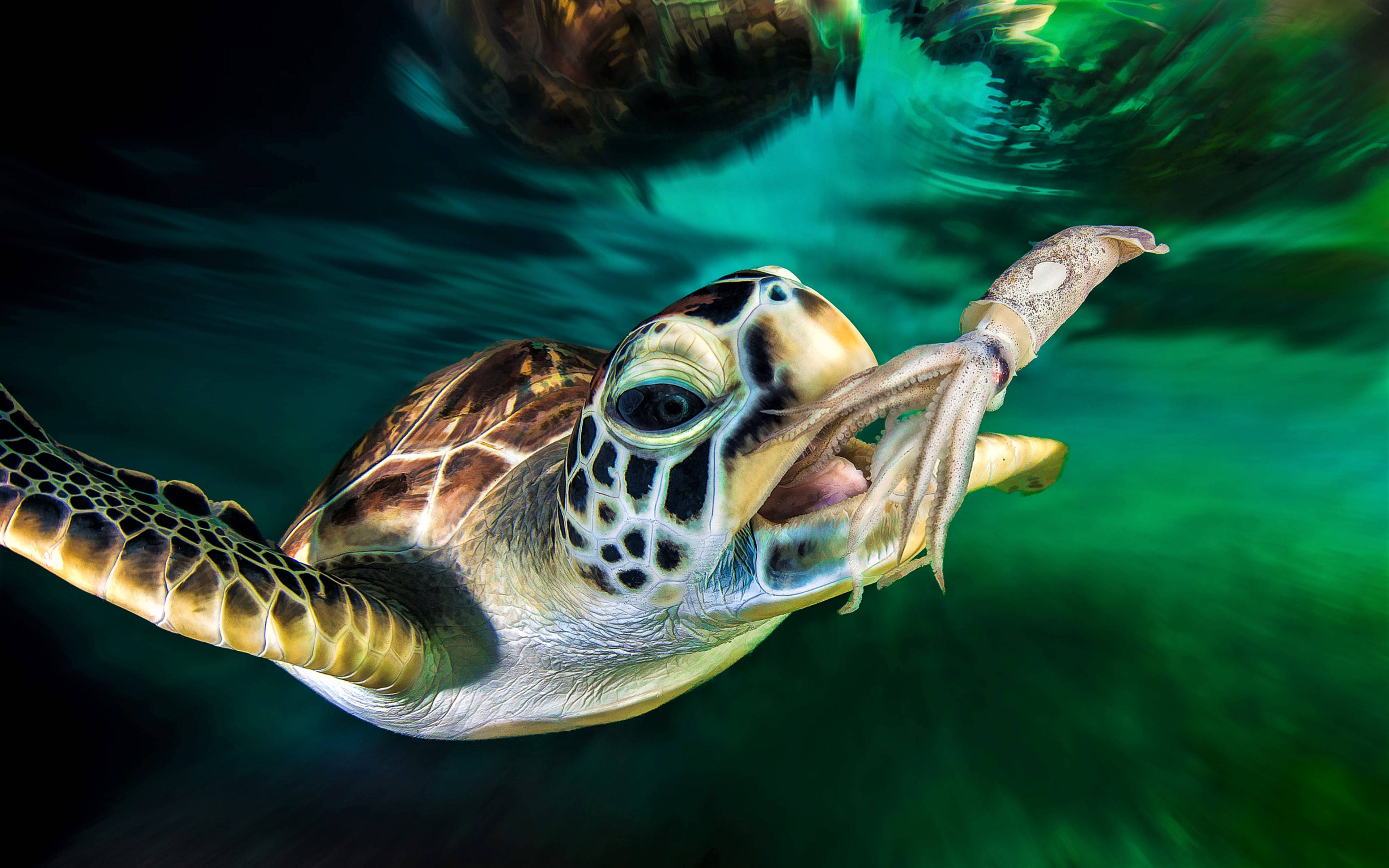 Cool Turtle, squid, sea turtle, 4K Desktop Wallpaper