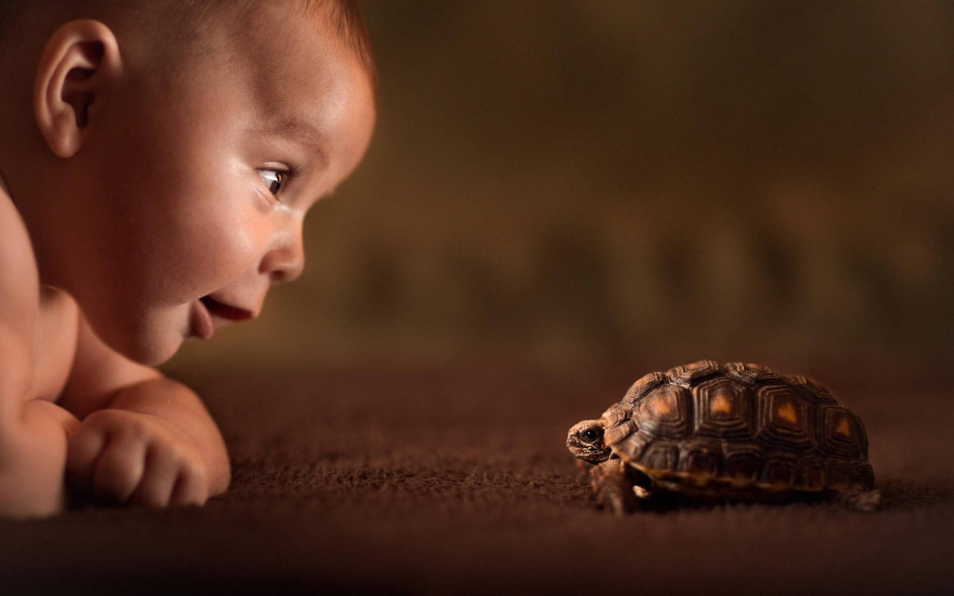 Cool Turtle, baby, tortoise, Full HD Desktop Wallpaper