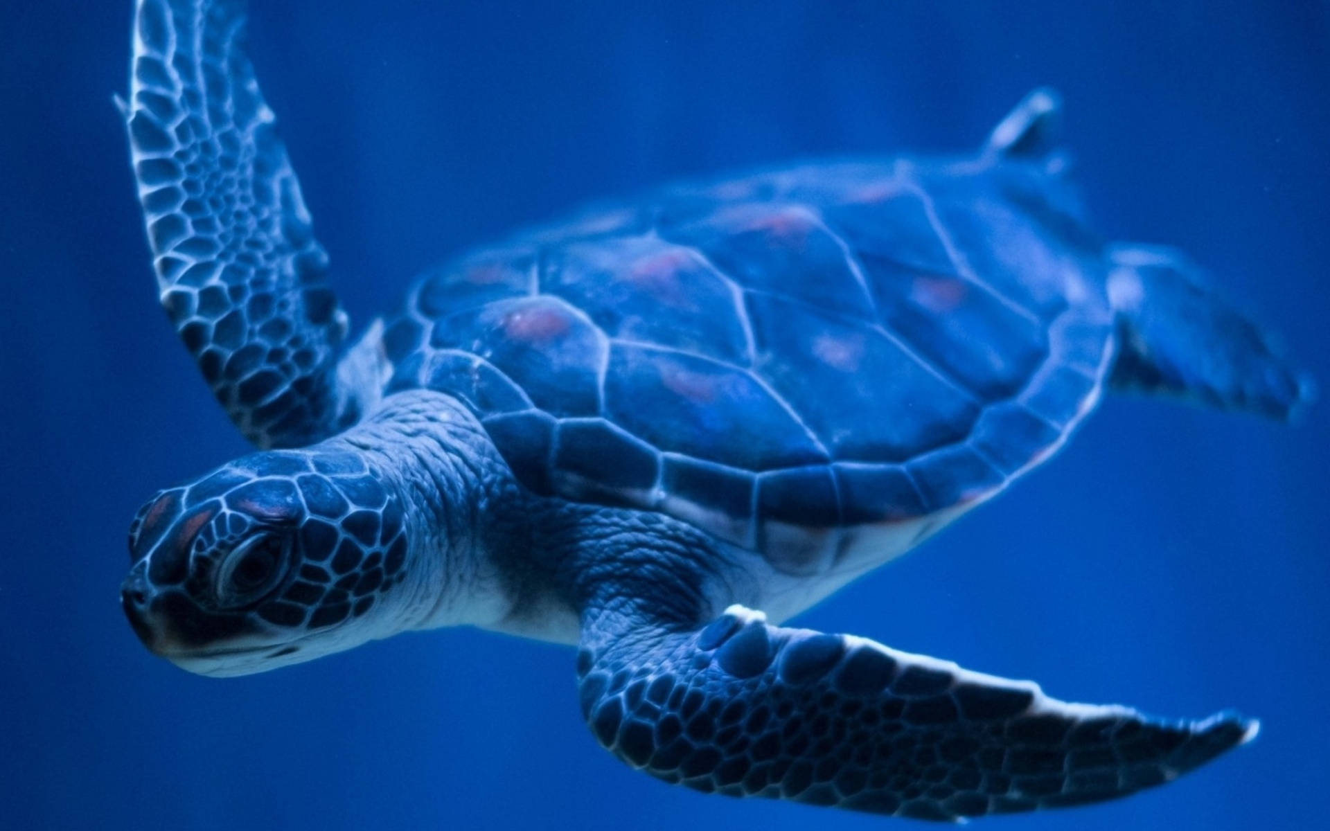 Cool Turtle, blue sea, deep blue ocean water, Full HD Desktop Wallpaper