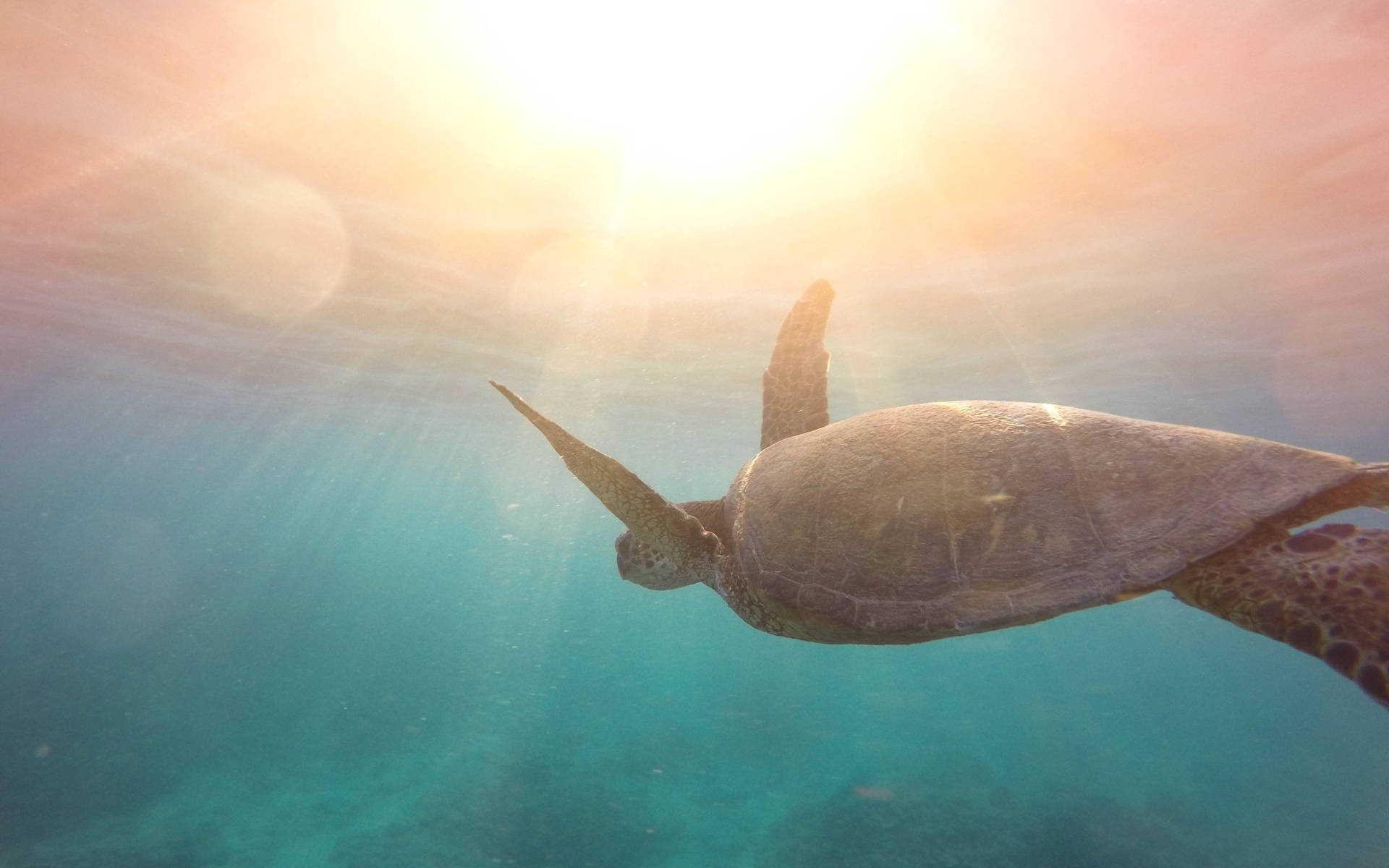 Cool Turtle, turquoise waters, golden sunlight, Full HD Desktop Wallpaper