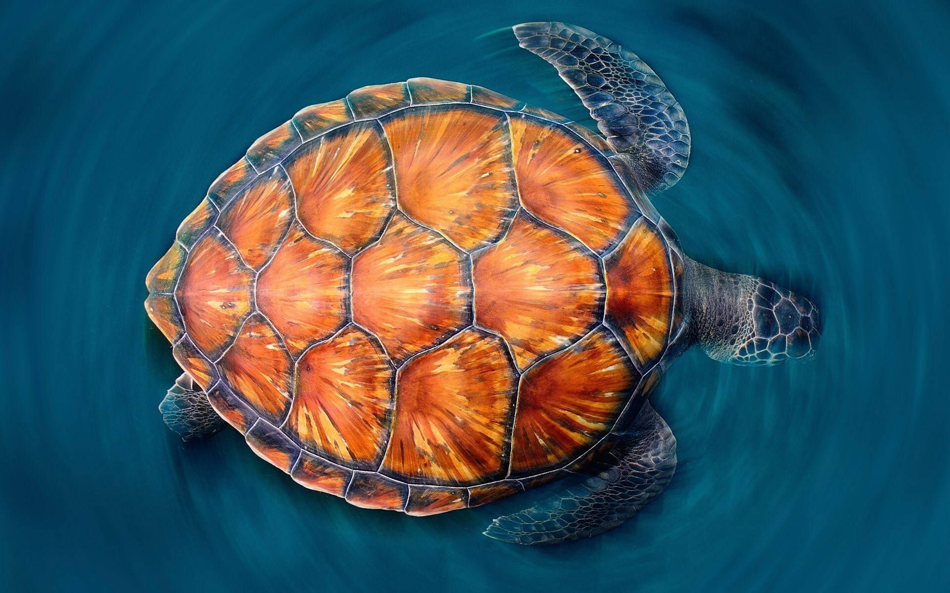 Orange Cool Turtle, vibrant orange shell, swirling deep blue ocean water, Full HD Desktop Wallpaper