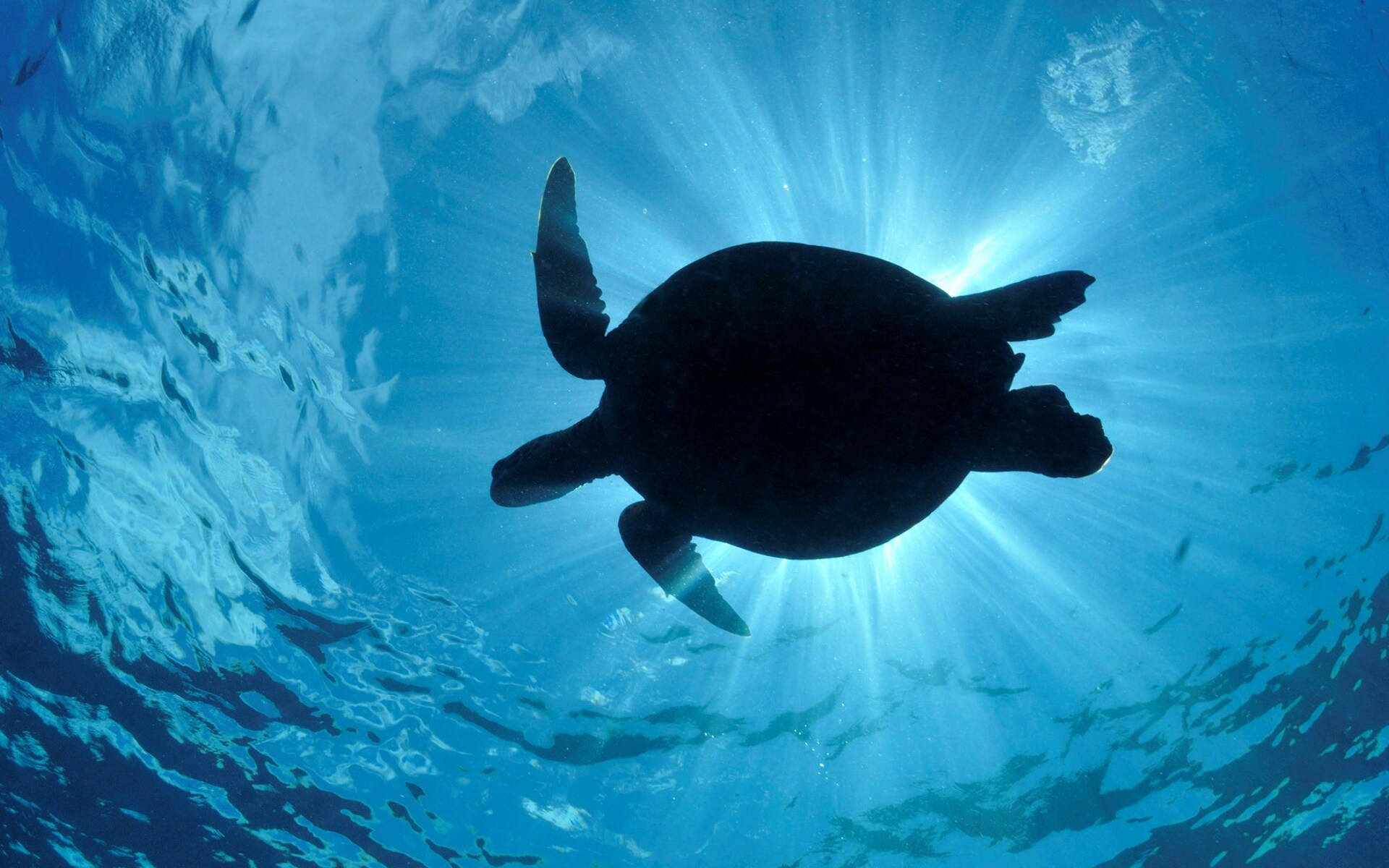 Cool Turtle, sea turtle, clear blue water, Full HD Desktop Wallpaper