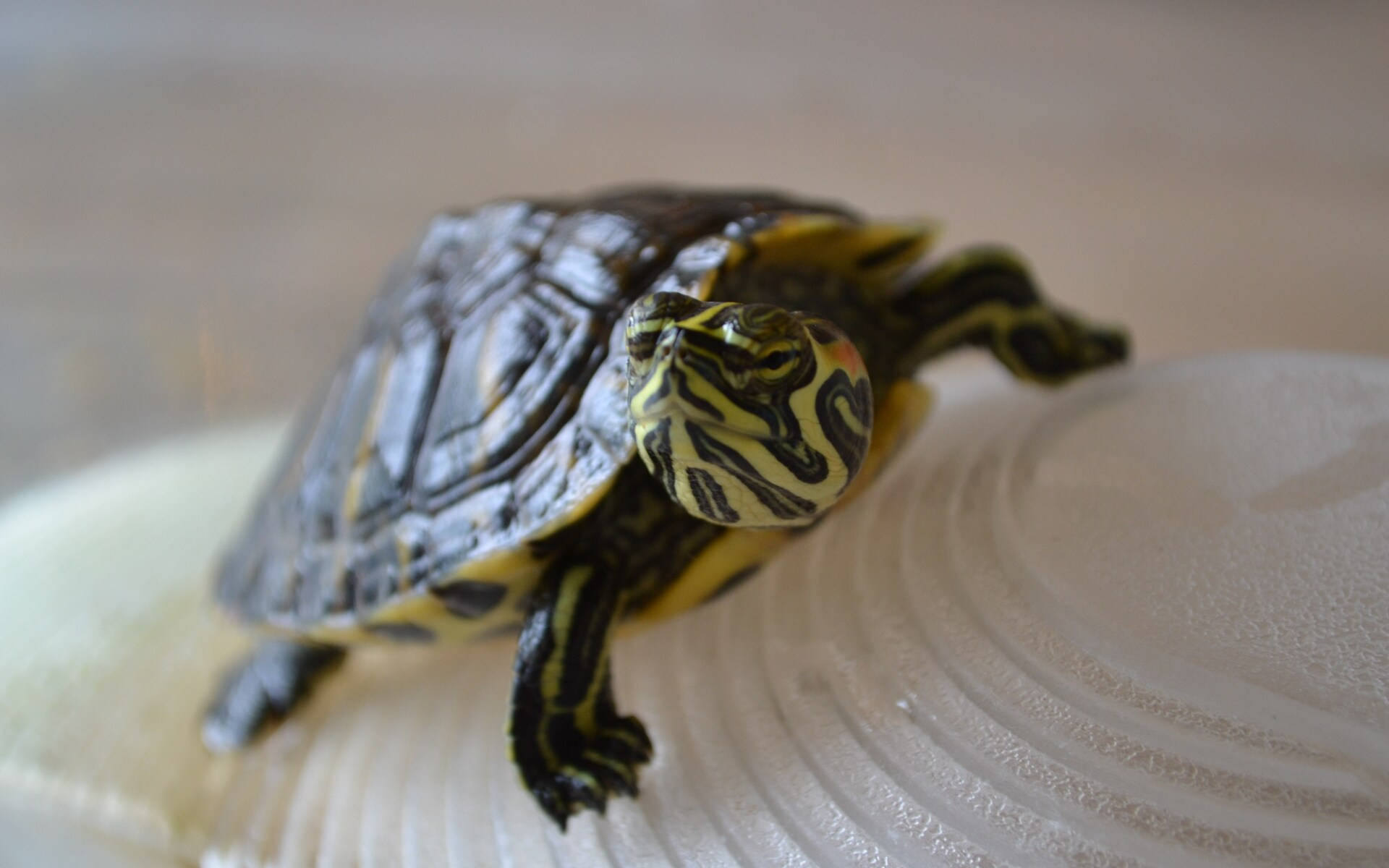 Cool Turtle, white shell, vibrant yellow and black markings, Full HD Desktop Wallpaper