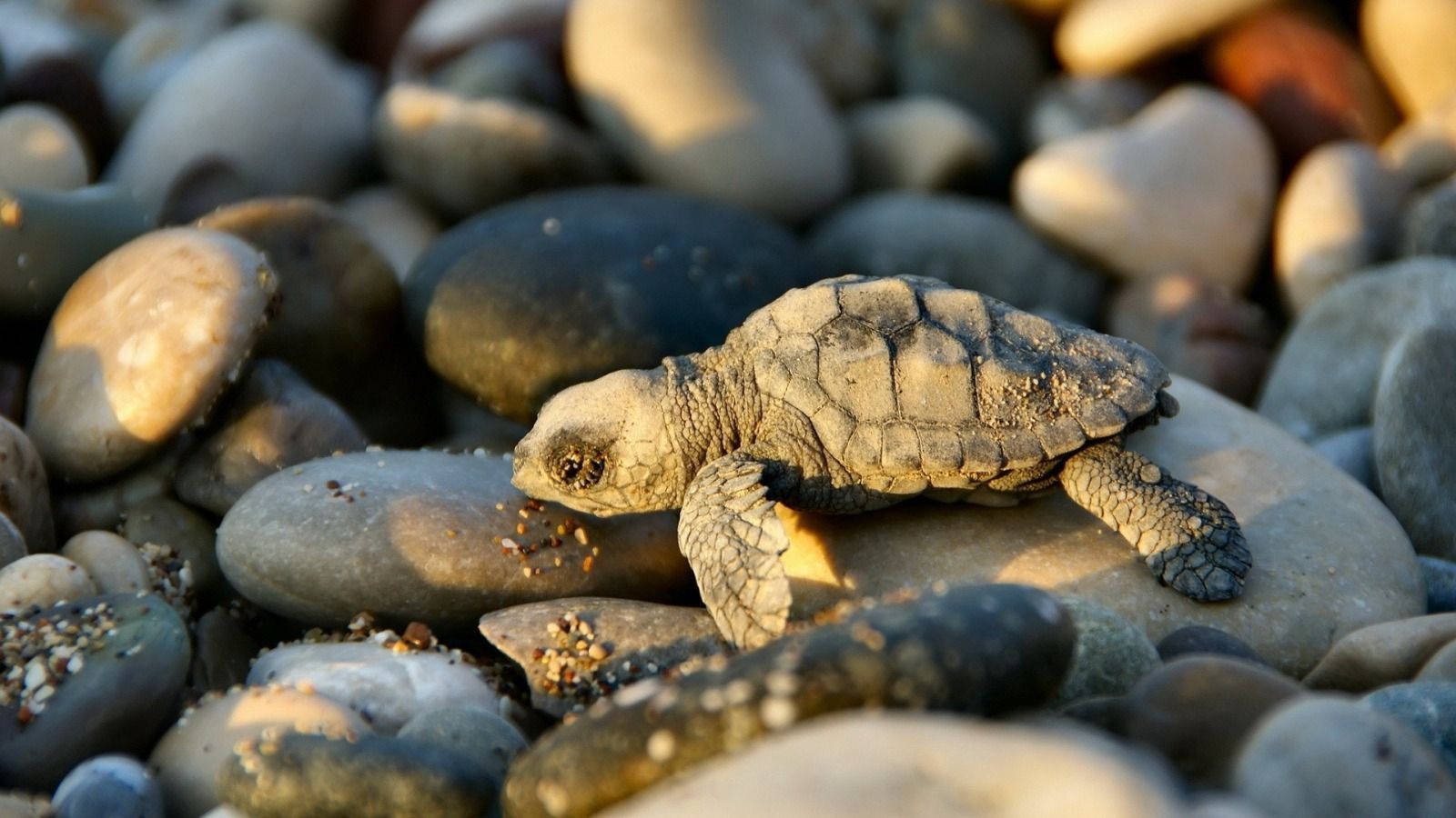tiny cool turtle, rocky shore, sunlit pebbles, HD Desktop Wallpaper