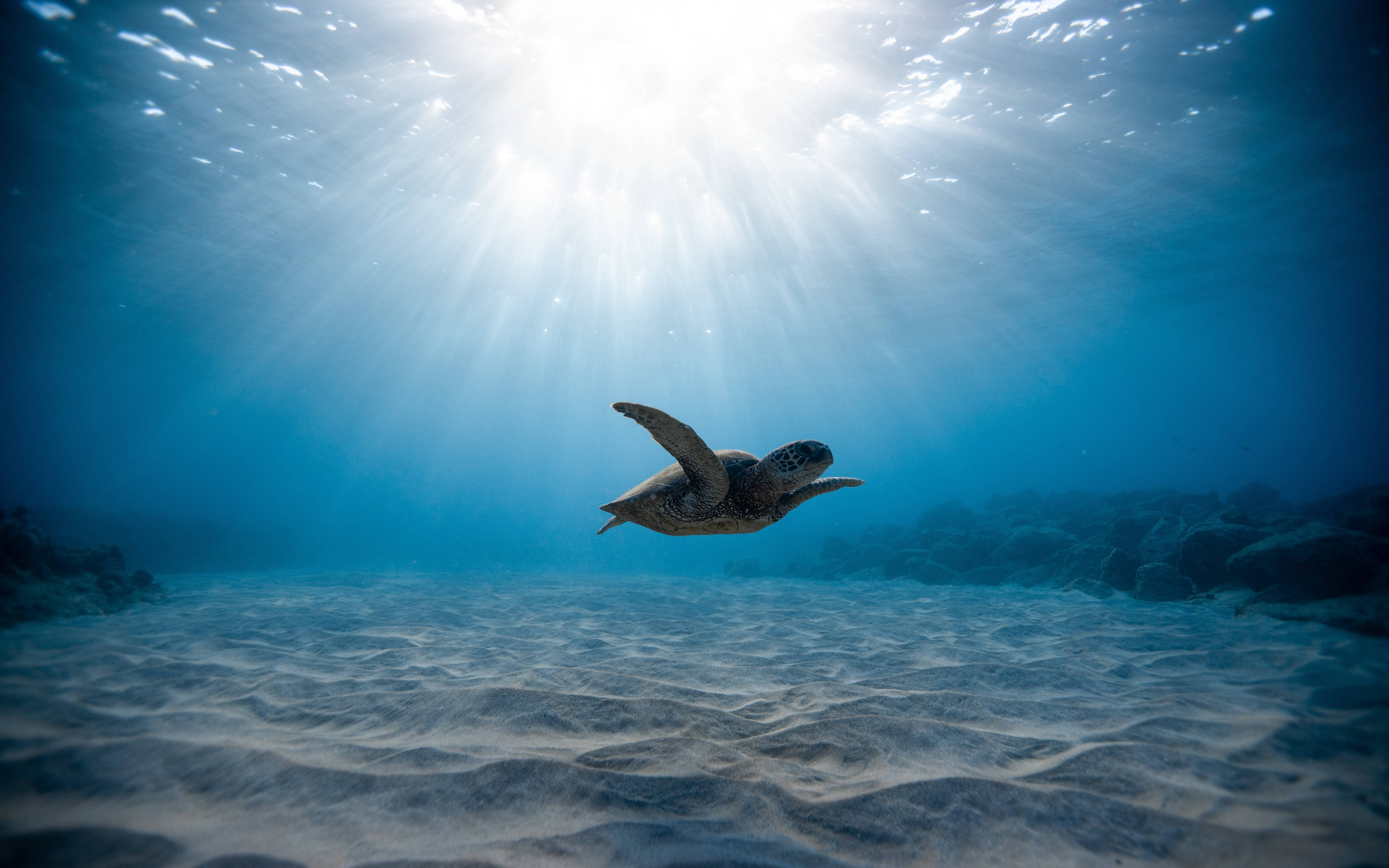 Cool Turtle, sunbeams, clear blue water, 4K Desktop Wallpaper