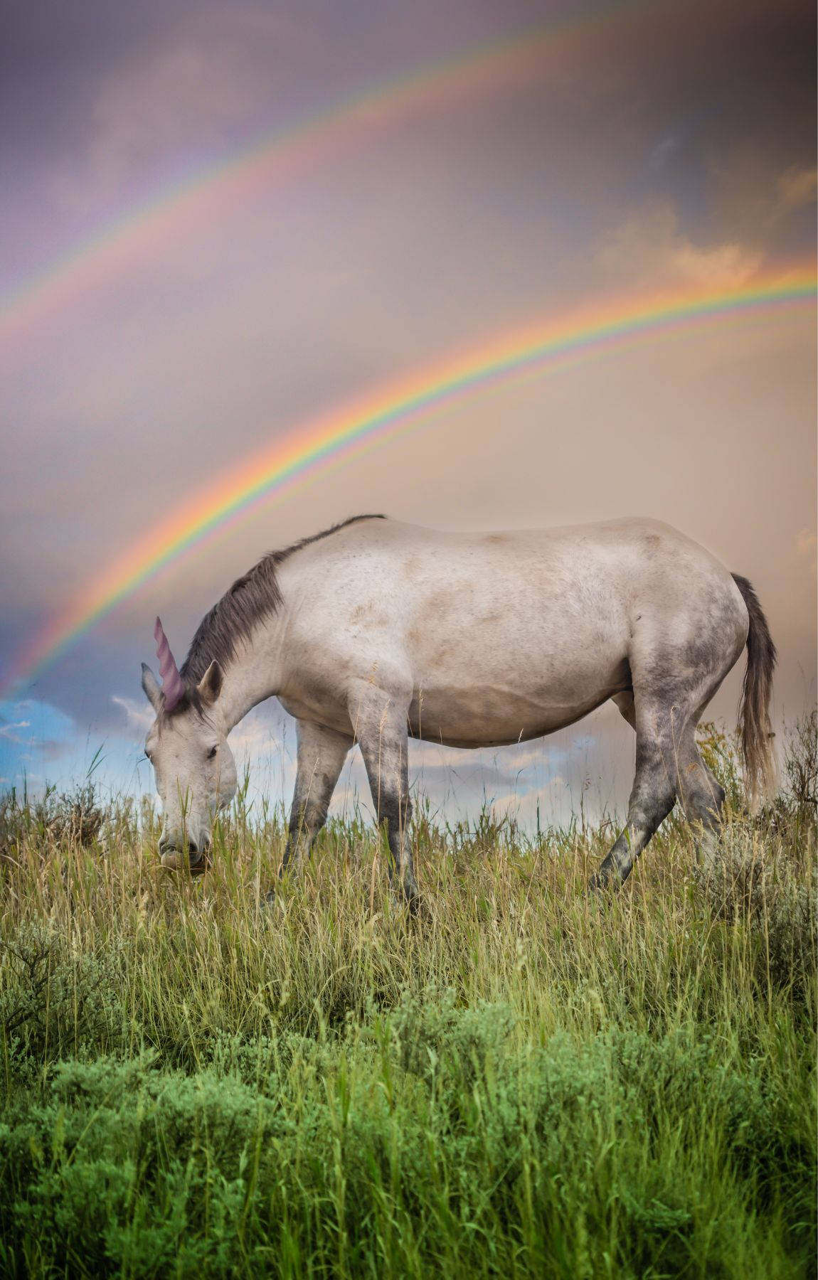white unicorn, grassy field, vivid double rainbow, HD Phone Wallpaper