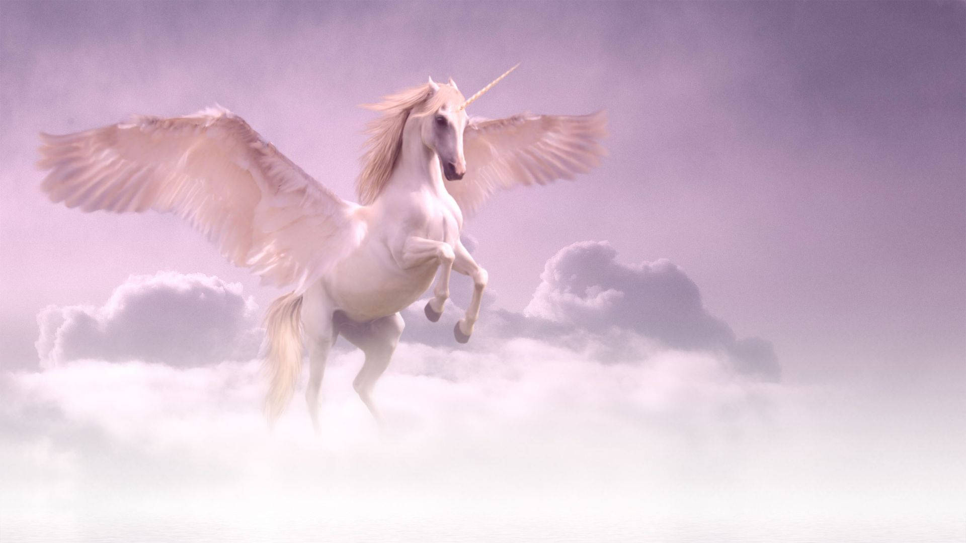 Cool Unicorn, white winged unicorn, golden horn, Full HD Desktop Wallpaper