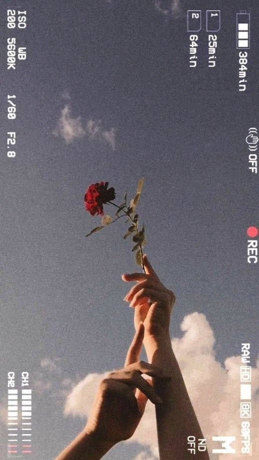 red rose, vast blue sky, soft clouds, SD Phone Wallpaper