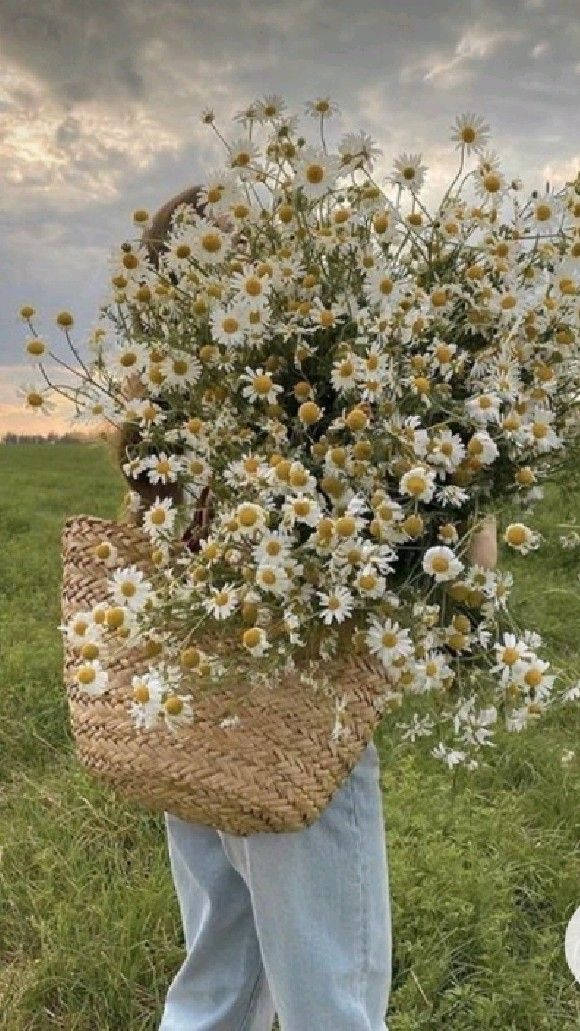 giant woven basket, white daisies, cloudy sunset sky, SD Phone Wallpaper