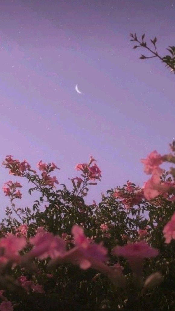 Roses Cool Vibes, twilight sky, crescent moon, SD Phone Wallpaper