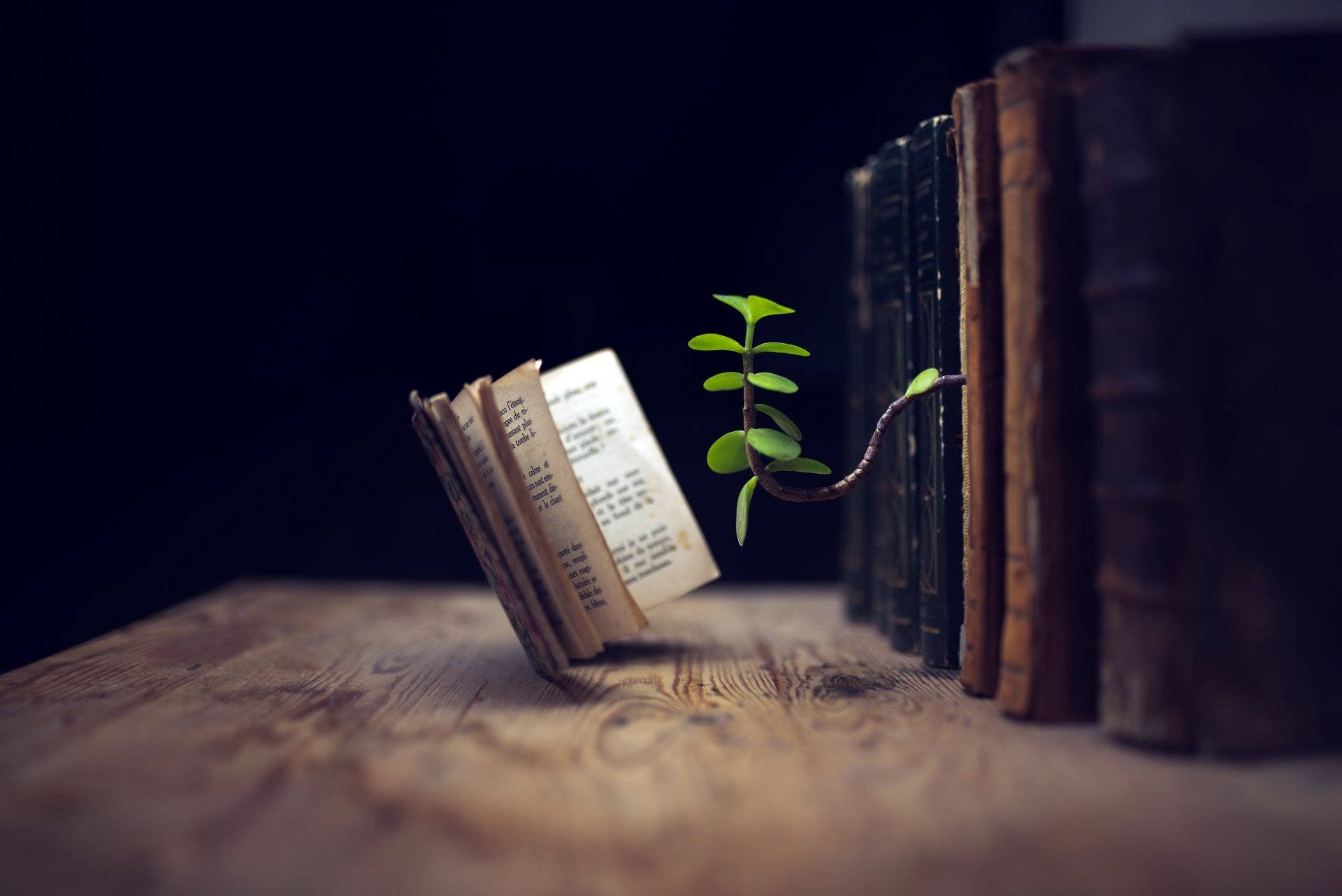 vintage books, wooden table, vibrant green vine, Full HD Desktop Wallpaper