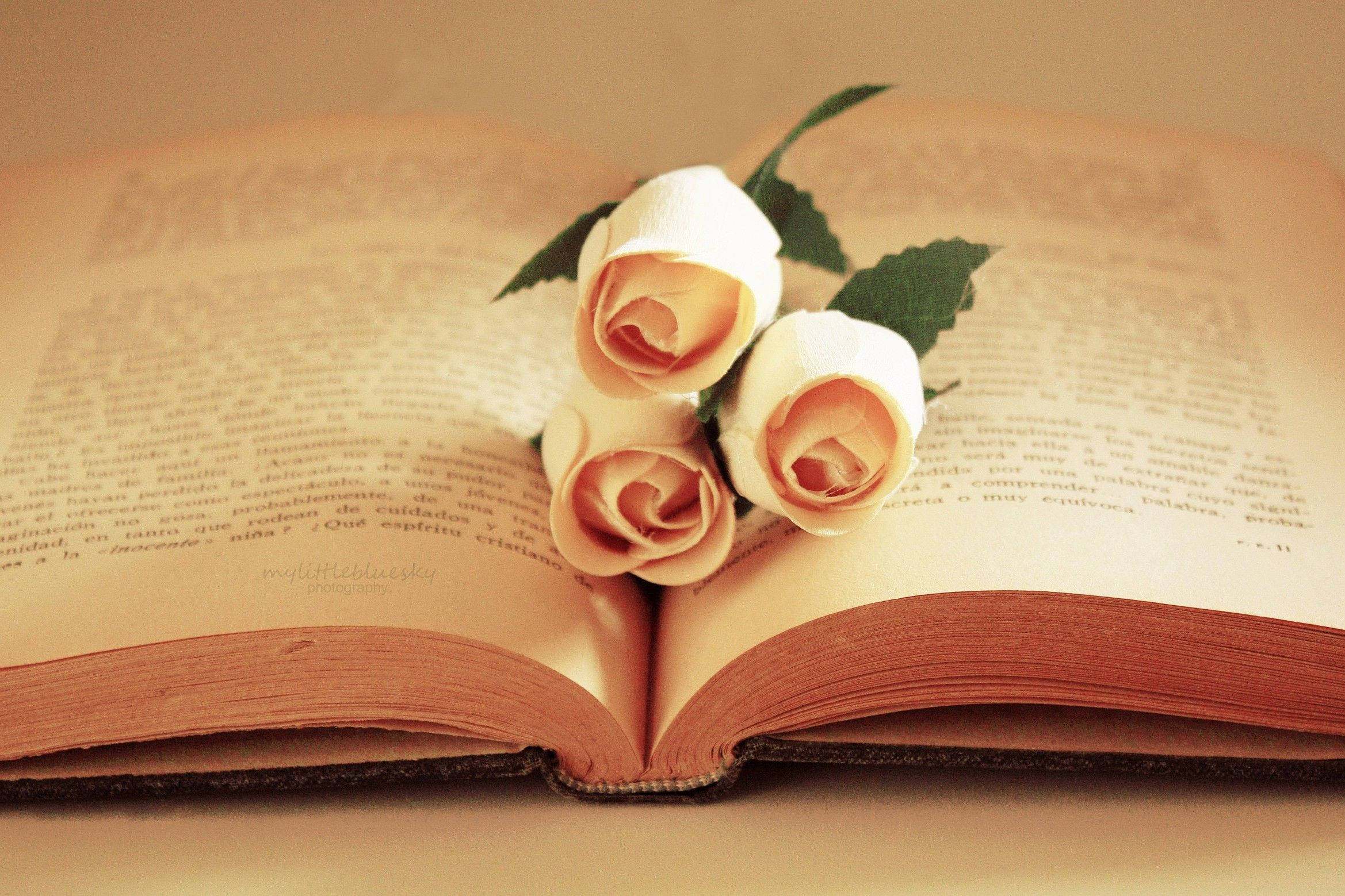 vintage book, soft peach roses, warm golden light, Full HD Desktop Wallpaper