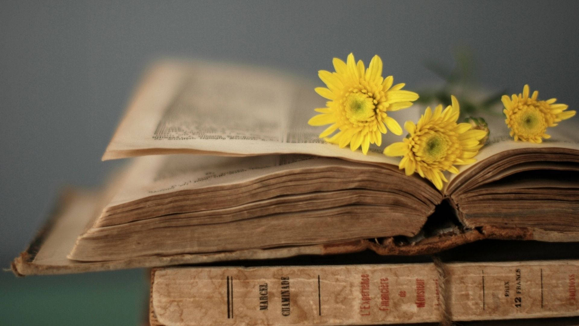 vintage book, yellow daisies, weathered pages, Full HD Desktop Wallpaper