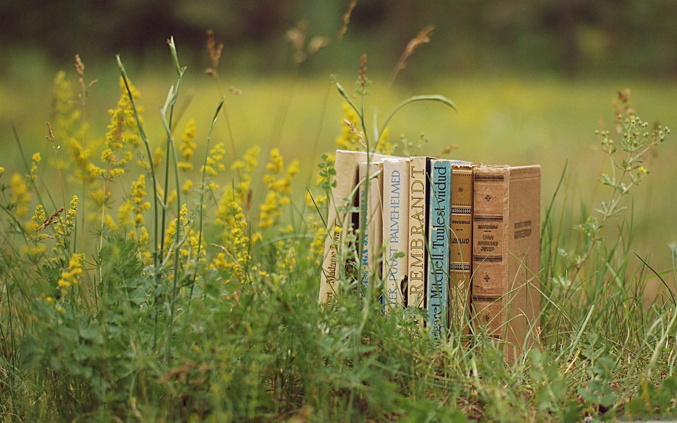 Cool Vintage, sunlit meadow, tall green grass, 2K Desktop Wallpaper