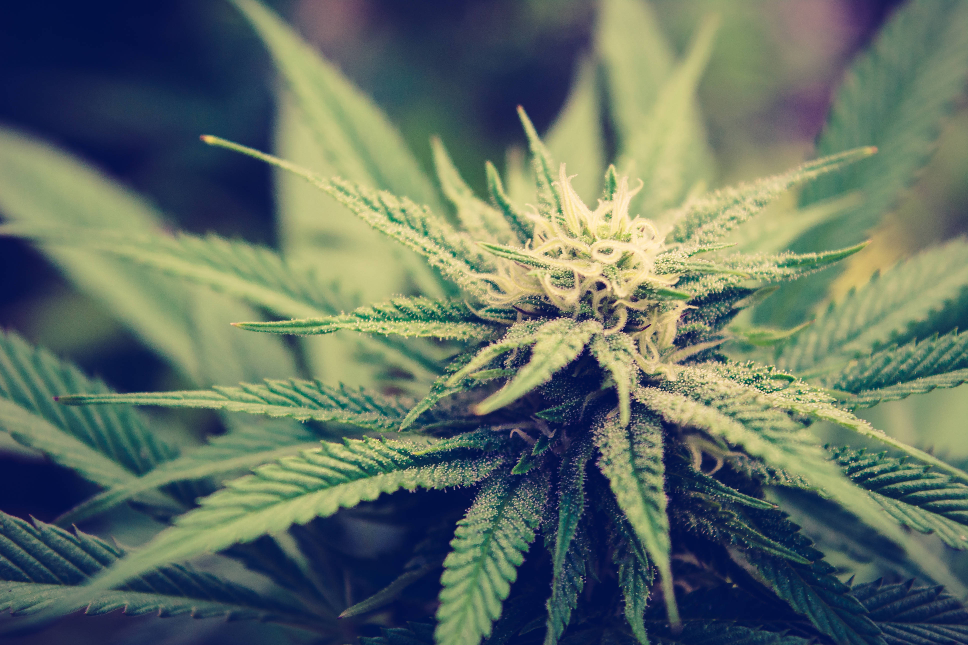 healthy weed plant, mature cannabis bud, serrated green leaves, 4K Desktop Wallpaper