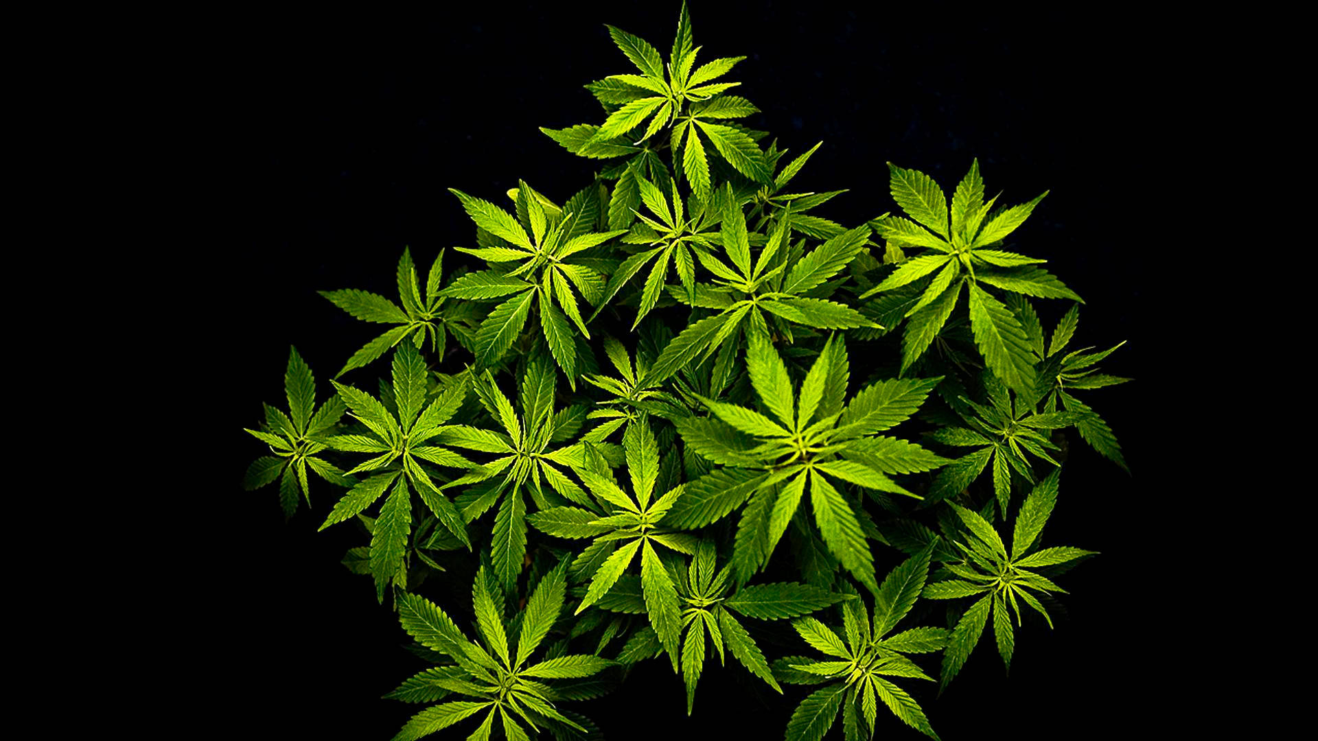 Cool Weed, cannabis leaves, vibrant green, Full HD Desktop Wallpaper