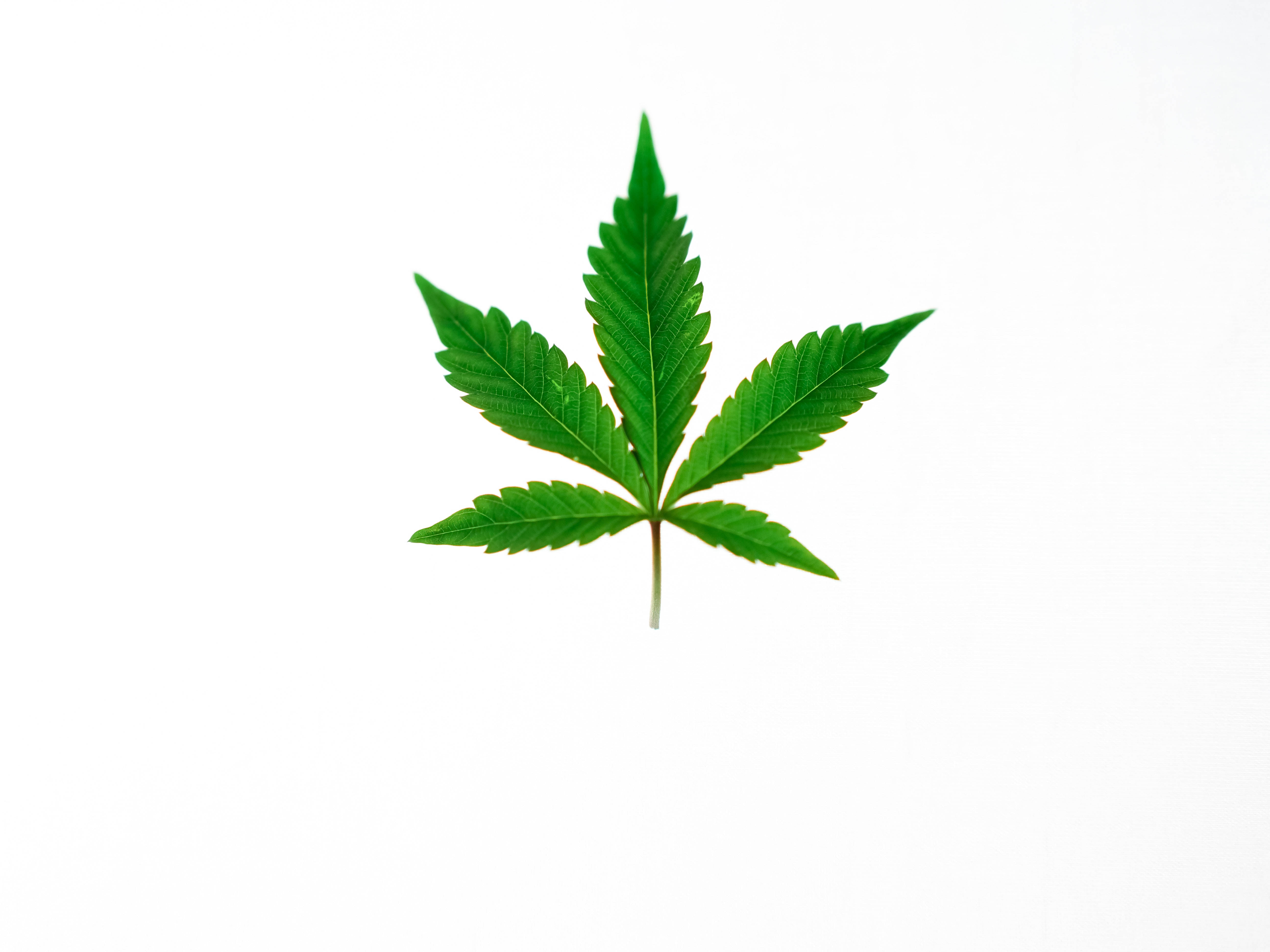 Cool Weed, vibrant green cannabis leaf, serrated edges, 5K Desktop Wallpaper