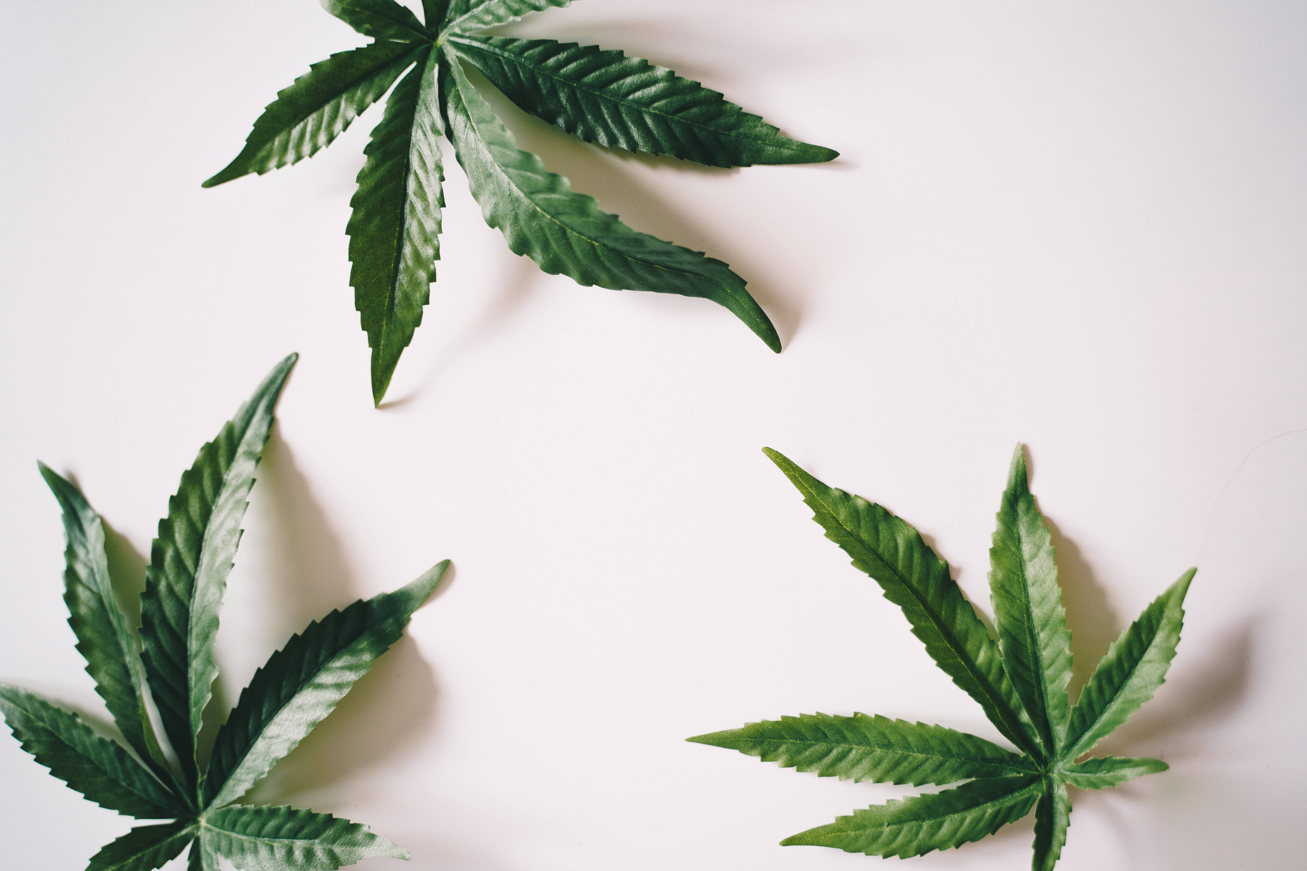 Cool Weed, three, vibrant green, 4K Desktop Wallpaper