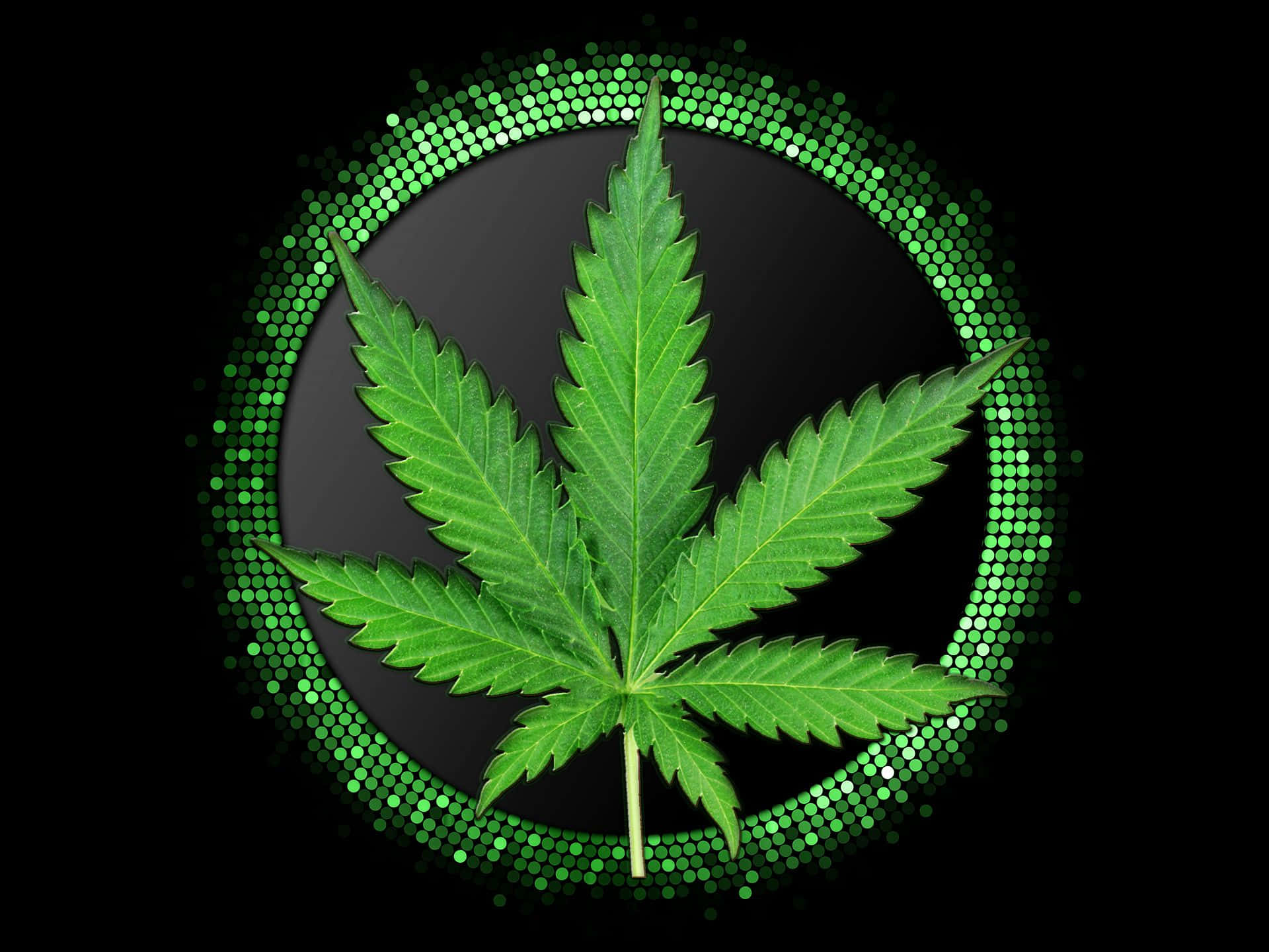 marijuana leaf, green circles, glowing green dotted circle, Full HD Desktop Wallpaper