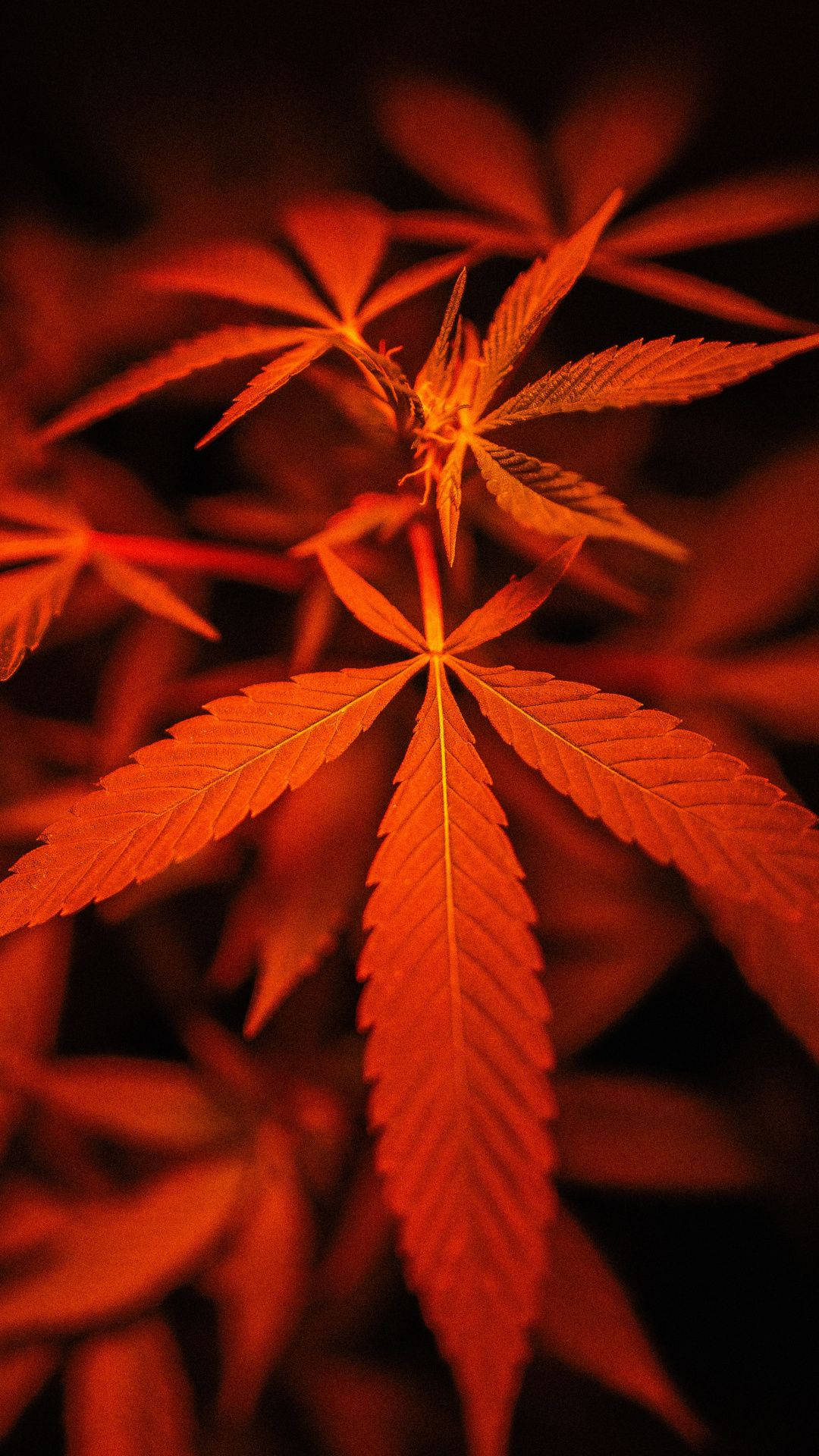 Cool Weed, orange, cannabis leaves, Full HD Phone Wallpaper