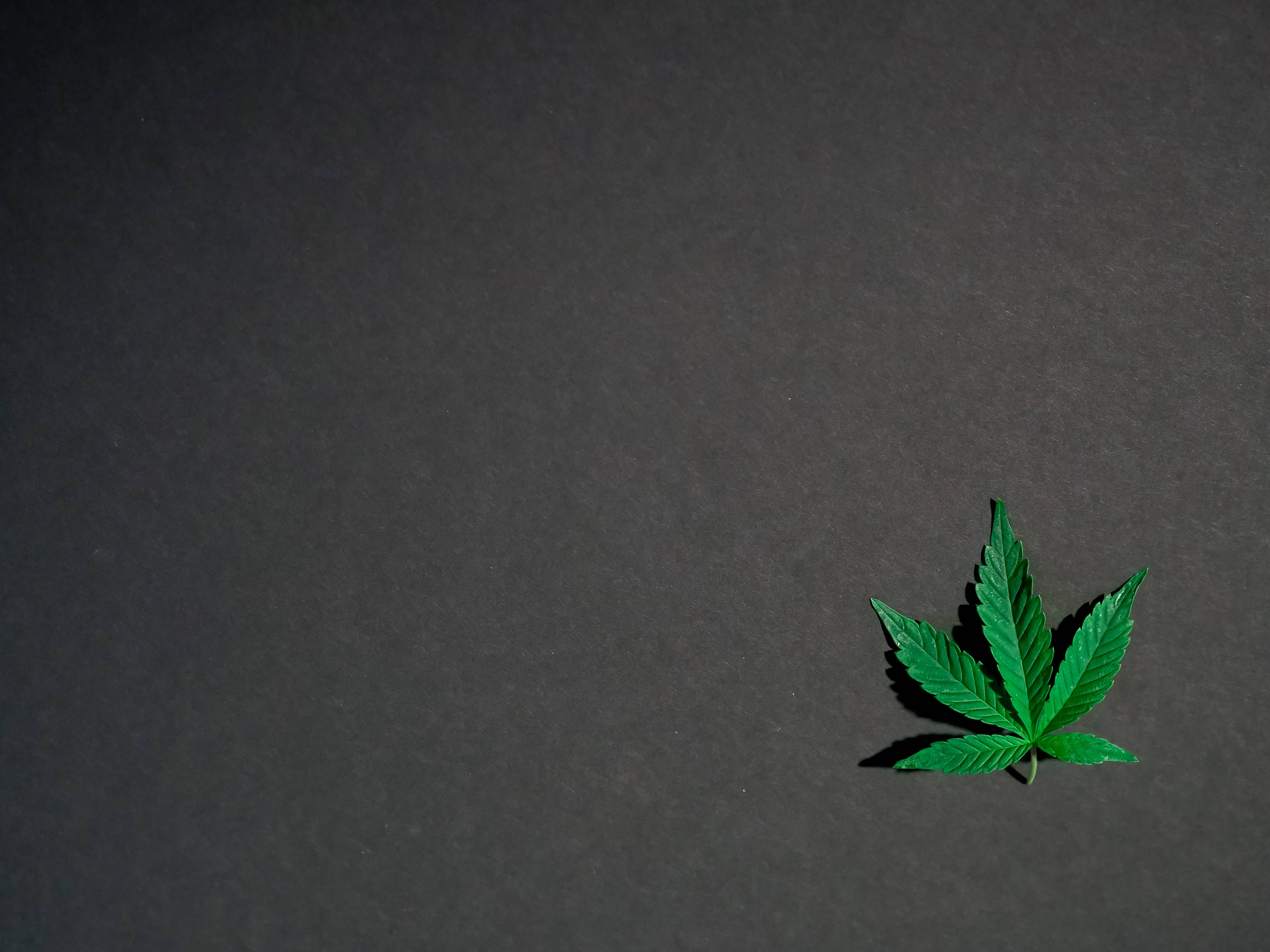cannabis leaf, vibrant green, dark textured surface, 5K Desktop Wallpaper