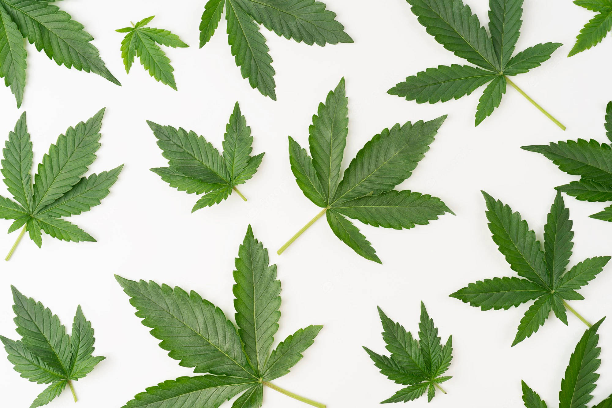 Cool Weed, cannabis leaves, fresh green, Full HD Desktop Wallpaper
