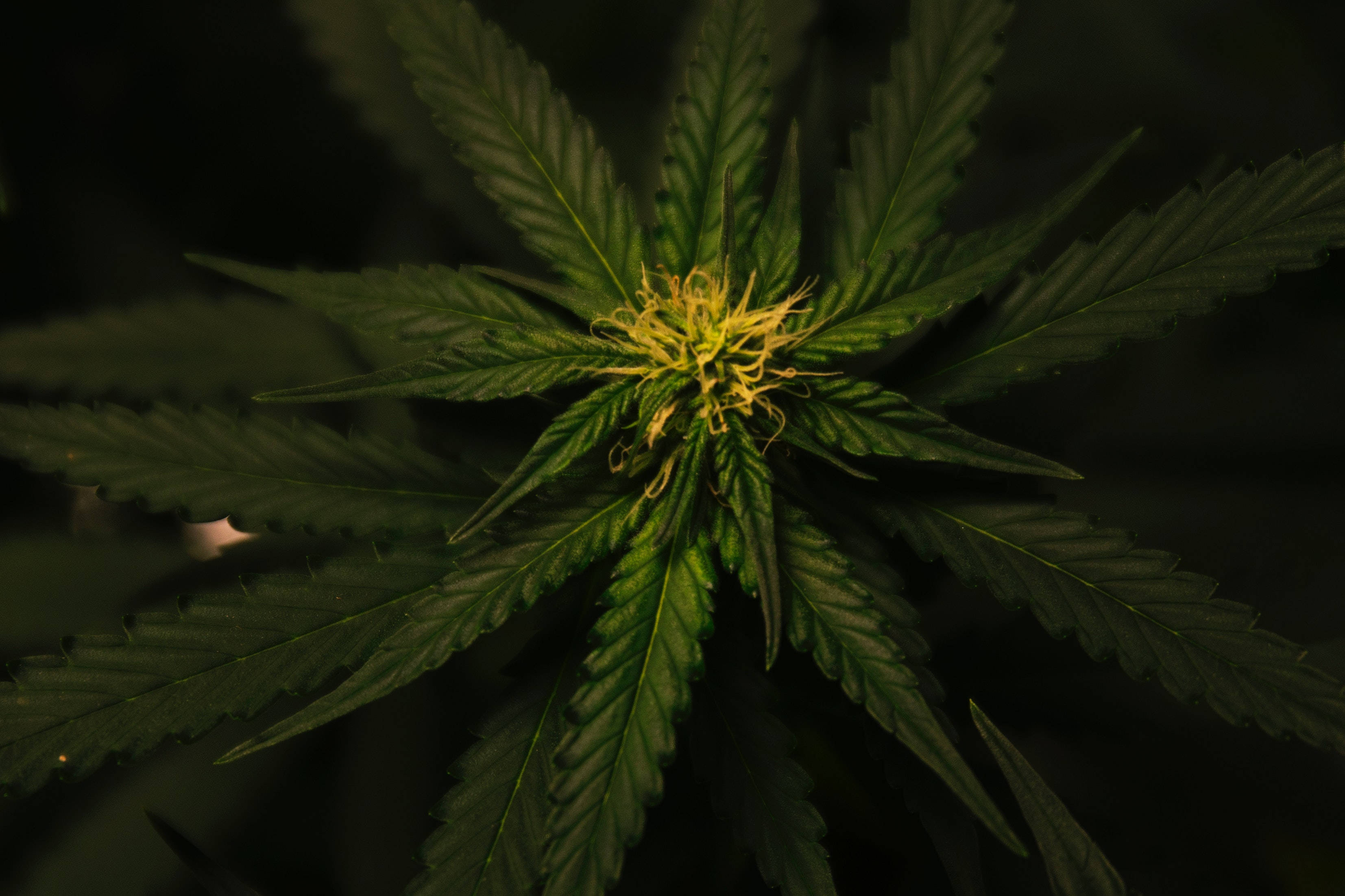 Cool Weed, vibrant green serrated leaves, glowing yellow center, 2K Desktop Wallpaper