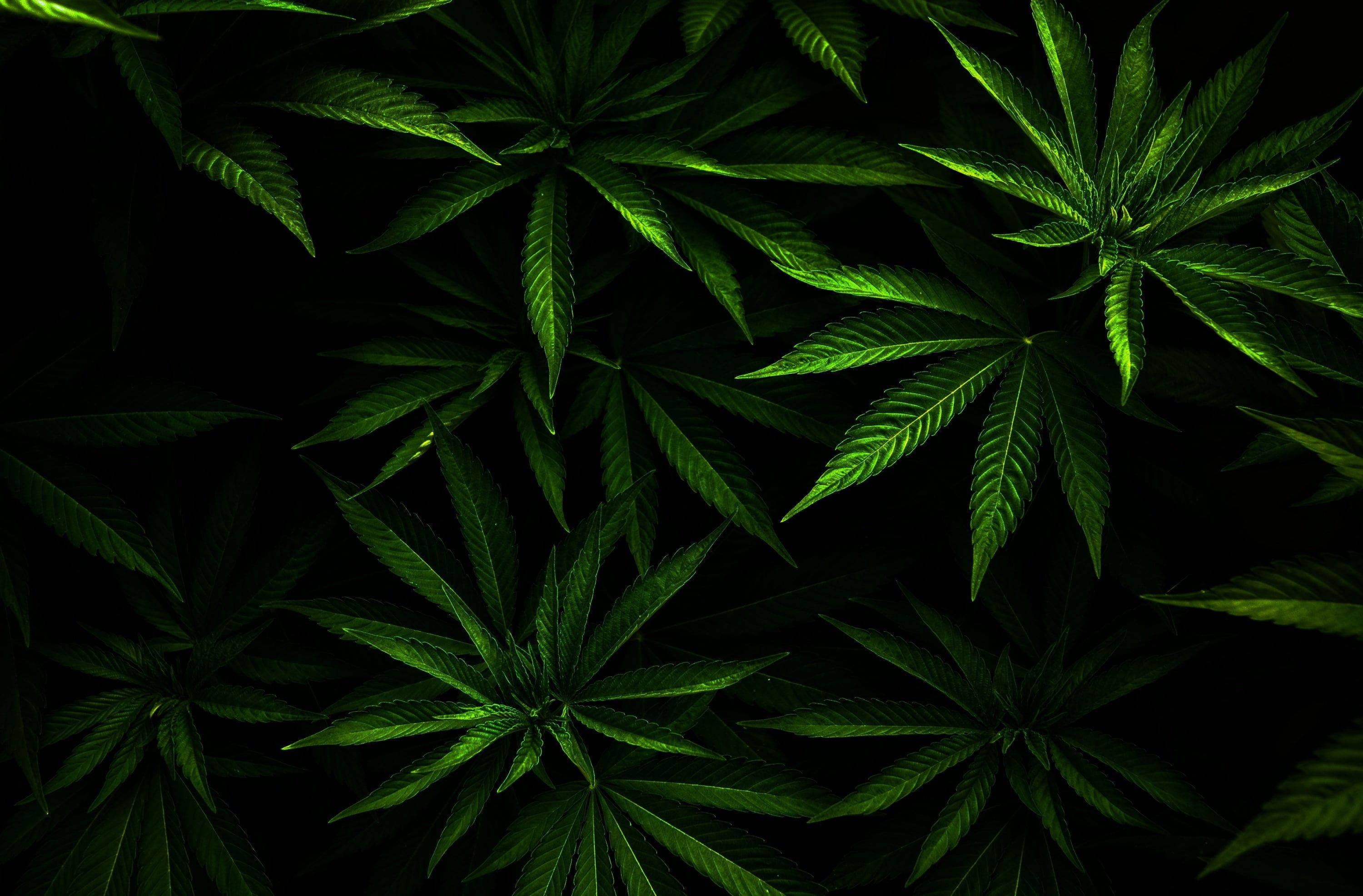 Lush Weed Leaves, cannabis leaves, vibrant green, 2K Desktop Wallpaper