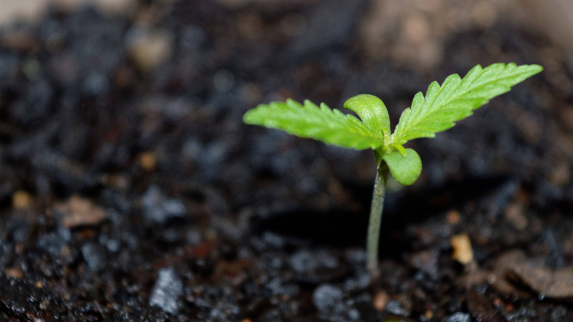 420 weed sprout, cannabis seedling, vibrant green, Full HD Desktop Wallpaper