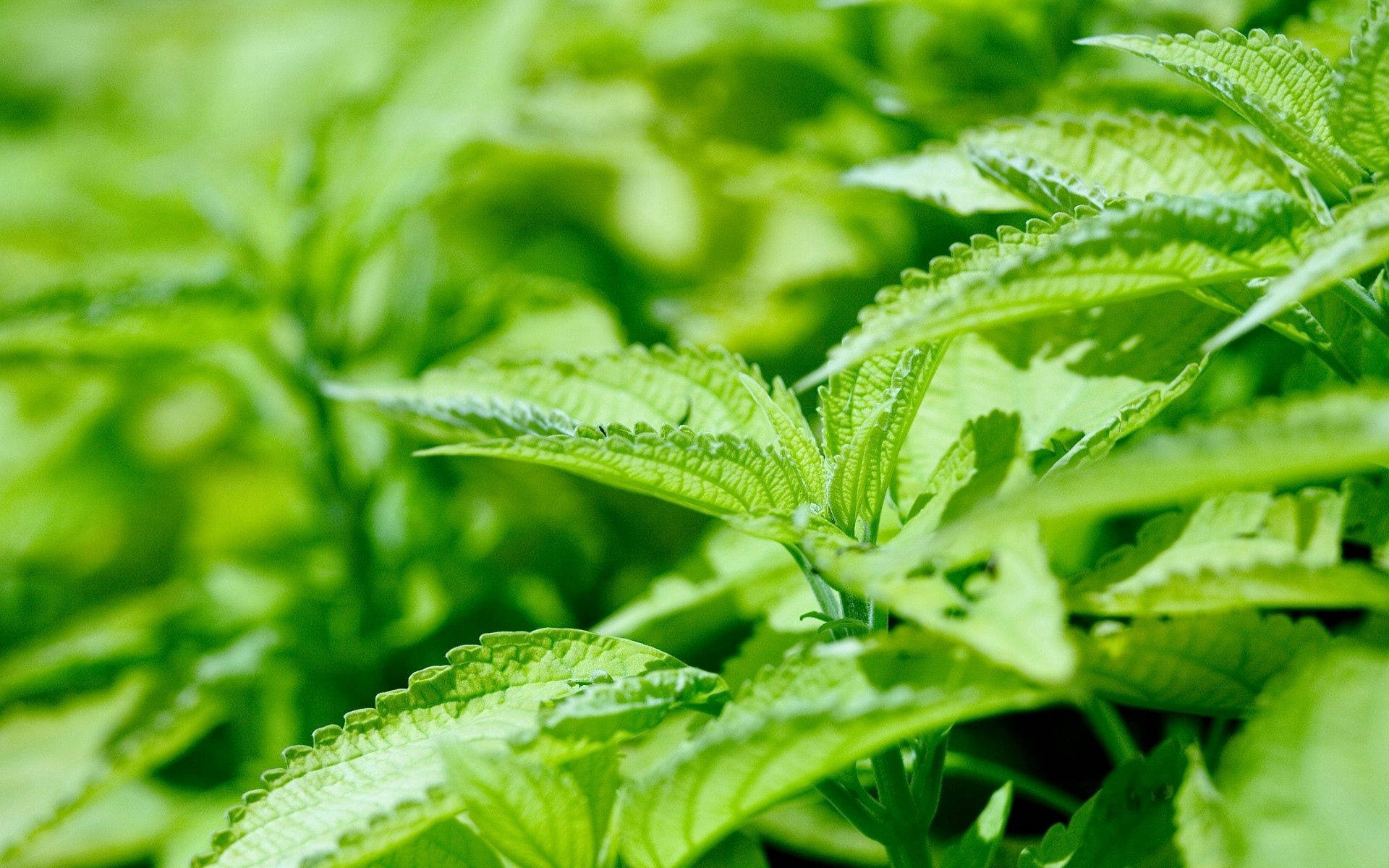 green weed, nettle plant, vibrant green, Full HD Desktop Wallpaper