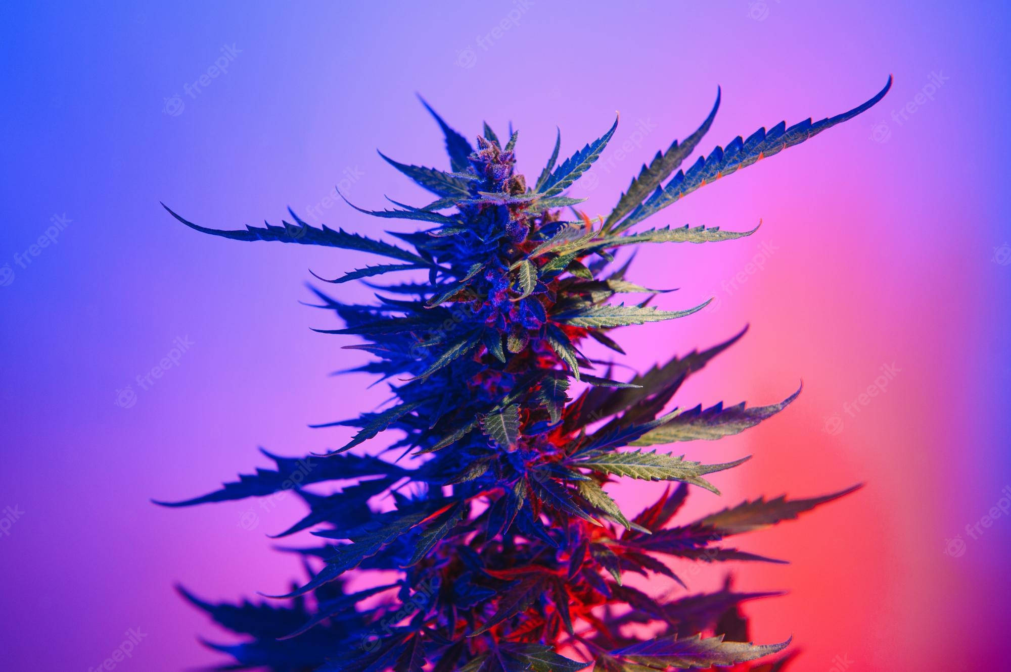 weed aesthetic, premium purple, cannabis plant, Full HD Desktop Wallpaper