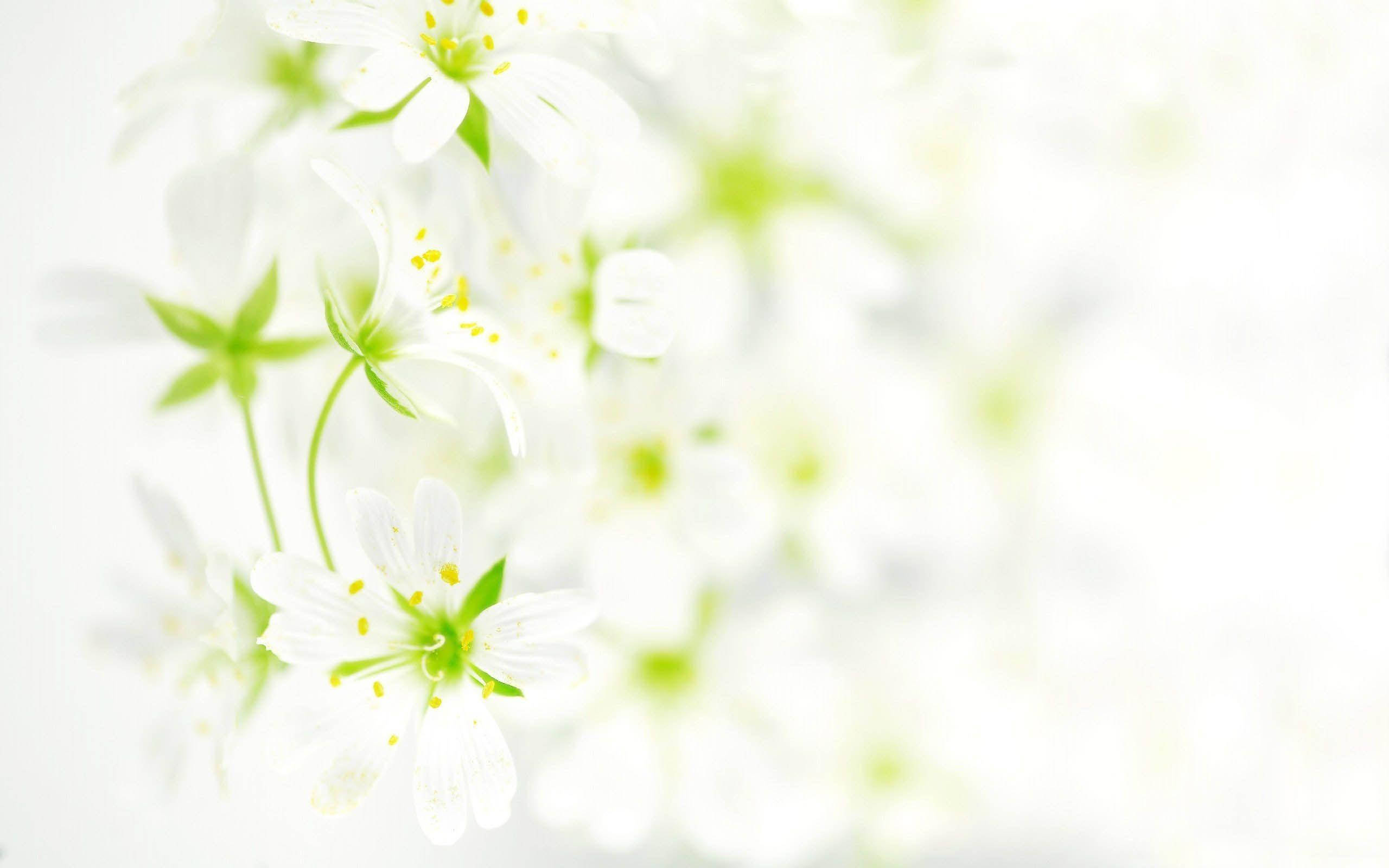 Jasmines, Cool White, white blossoms, 2K Desktop Wallpaper