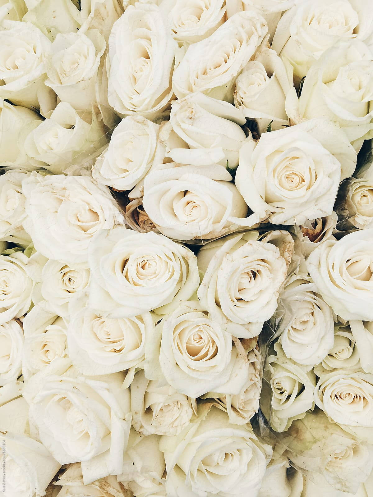 Cool White Roses, creamy white roses, soft petals, HD Phone Wallpaper