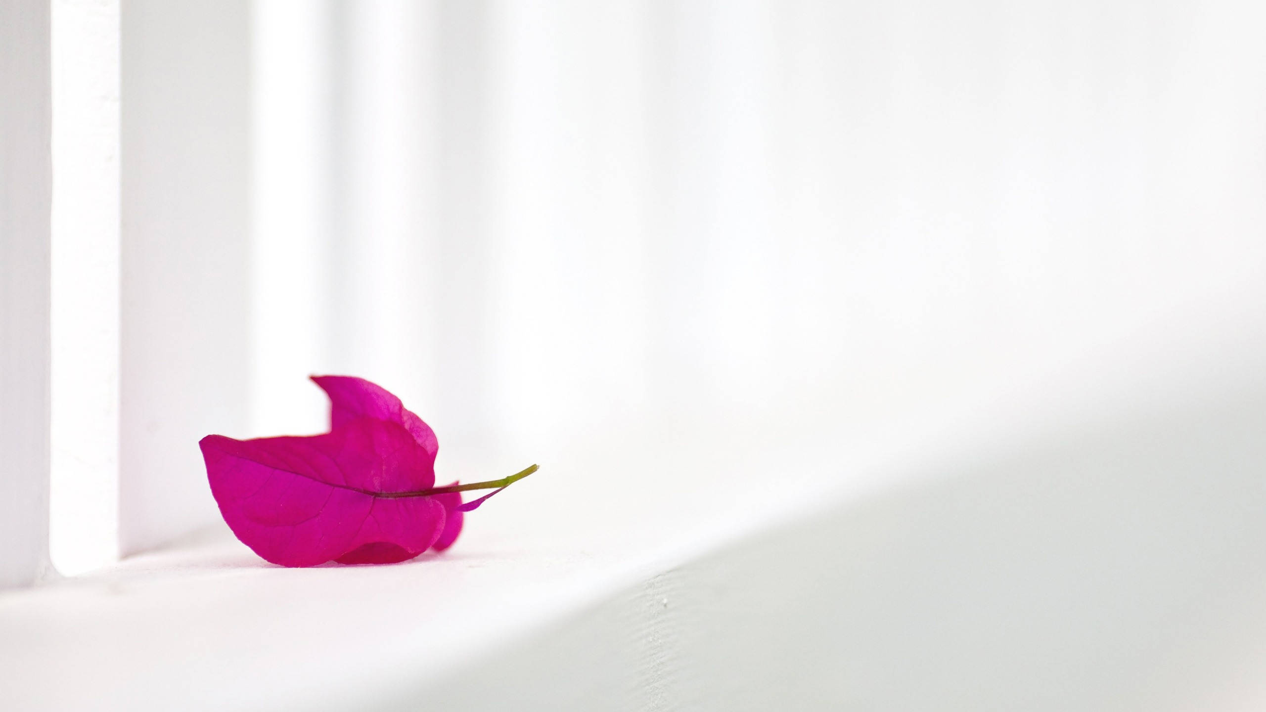 magenta bougainvillea petal, sunlit white windowsill, soft shadows, 2K Desktop Wallpaper