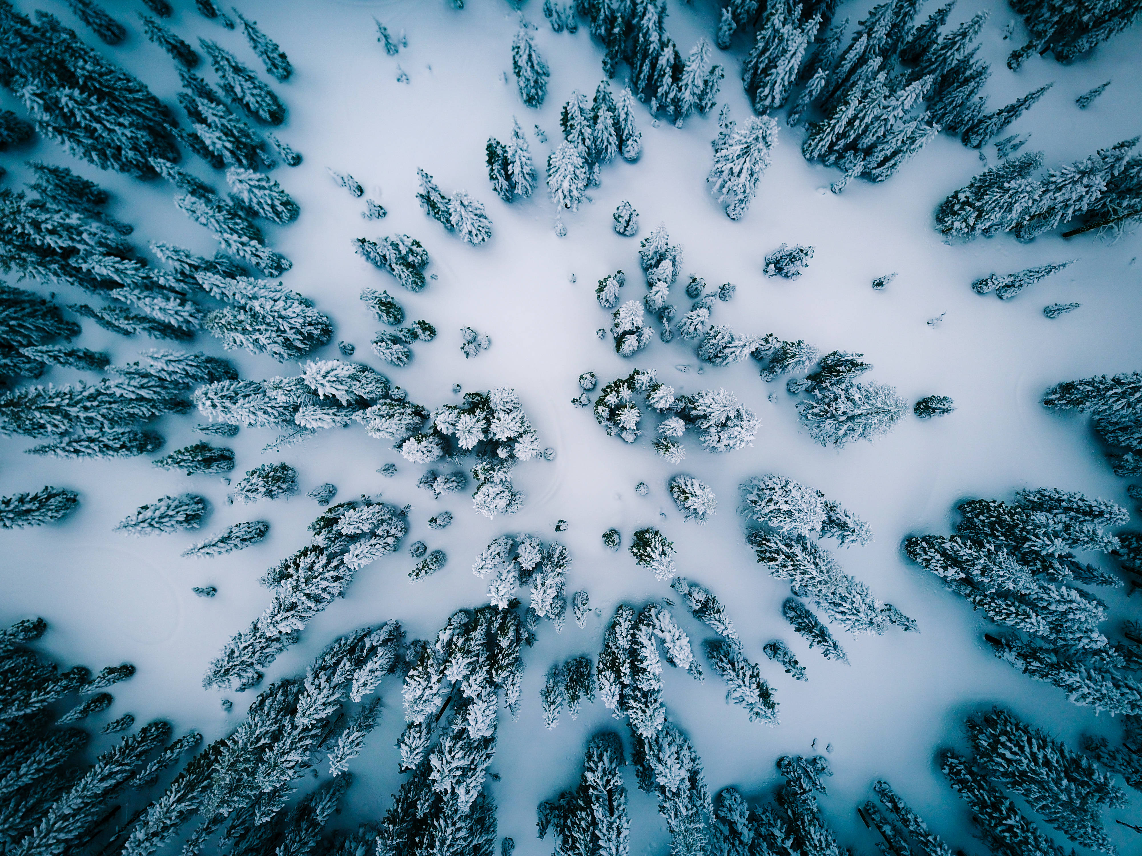 ethereal winter wonderland, snow-covered pine trees, central clearing, 4K Desktop Wallpaper