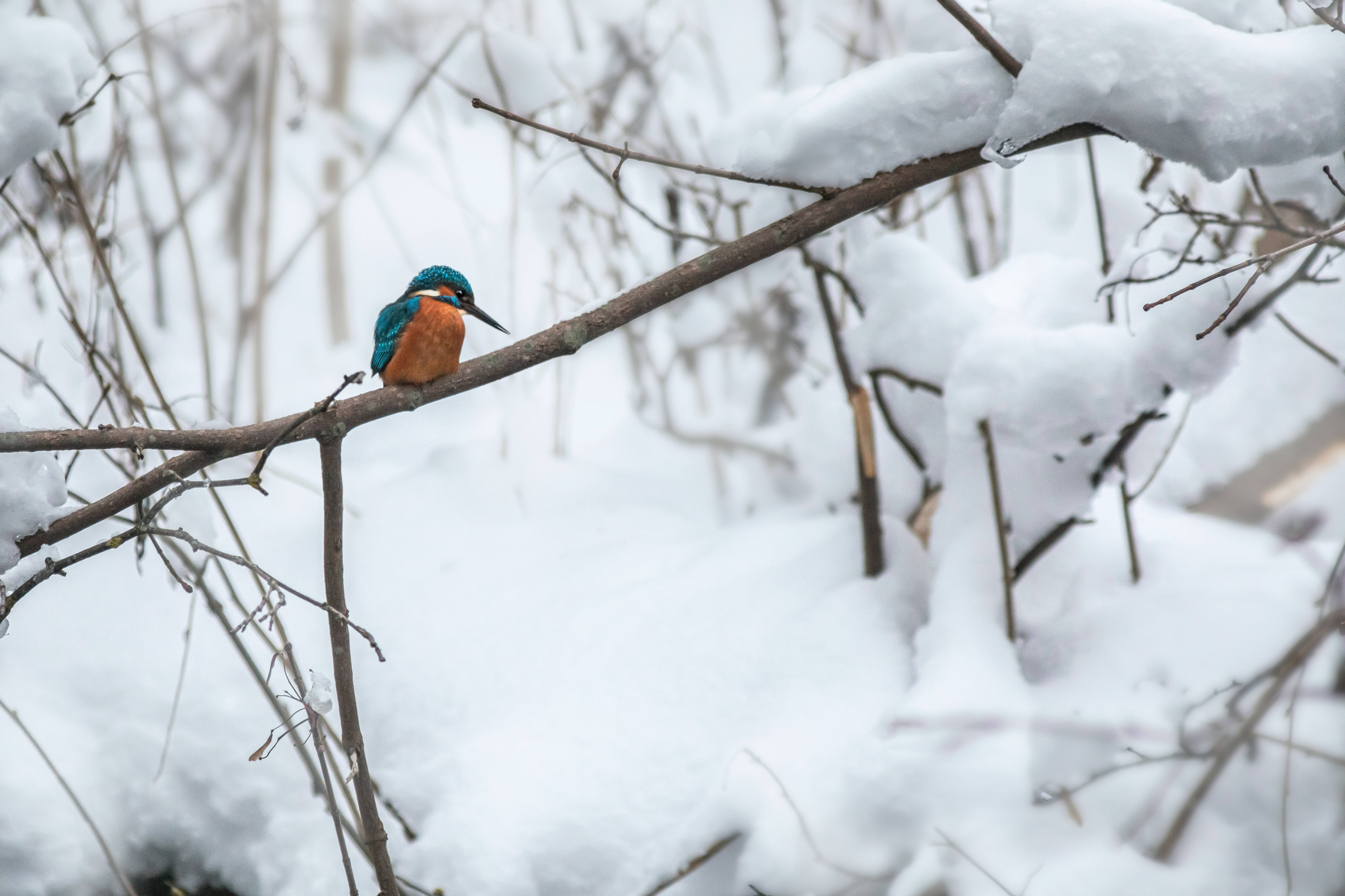 kingfisher, snow-laden branch, winter forest, 5K Desktop Wallpaper
