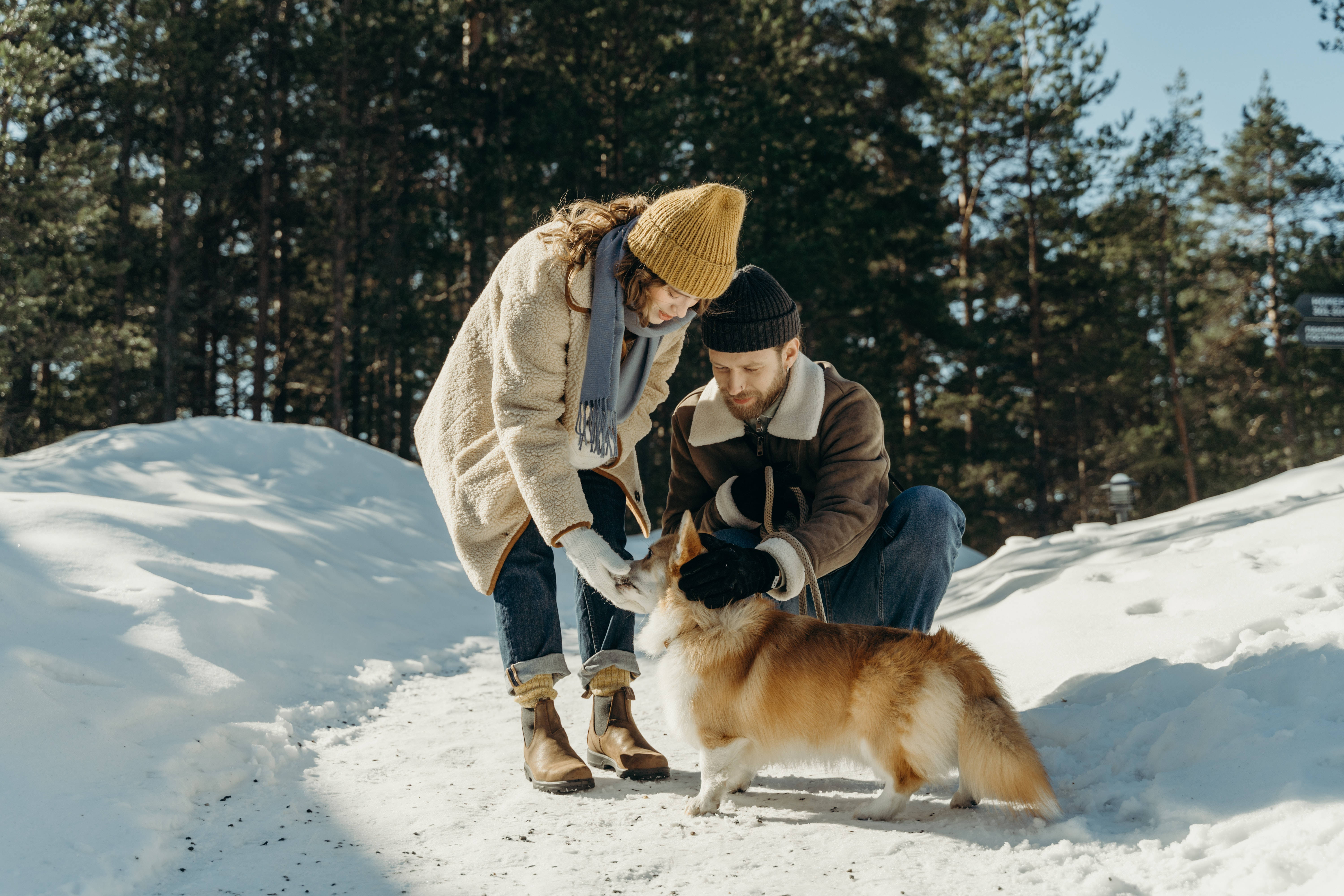 corgi, snowy forest clearing, winter gear, 5K Desktop Wallpaper