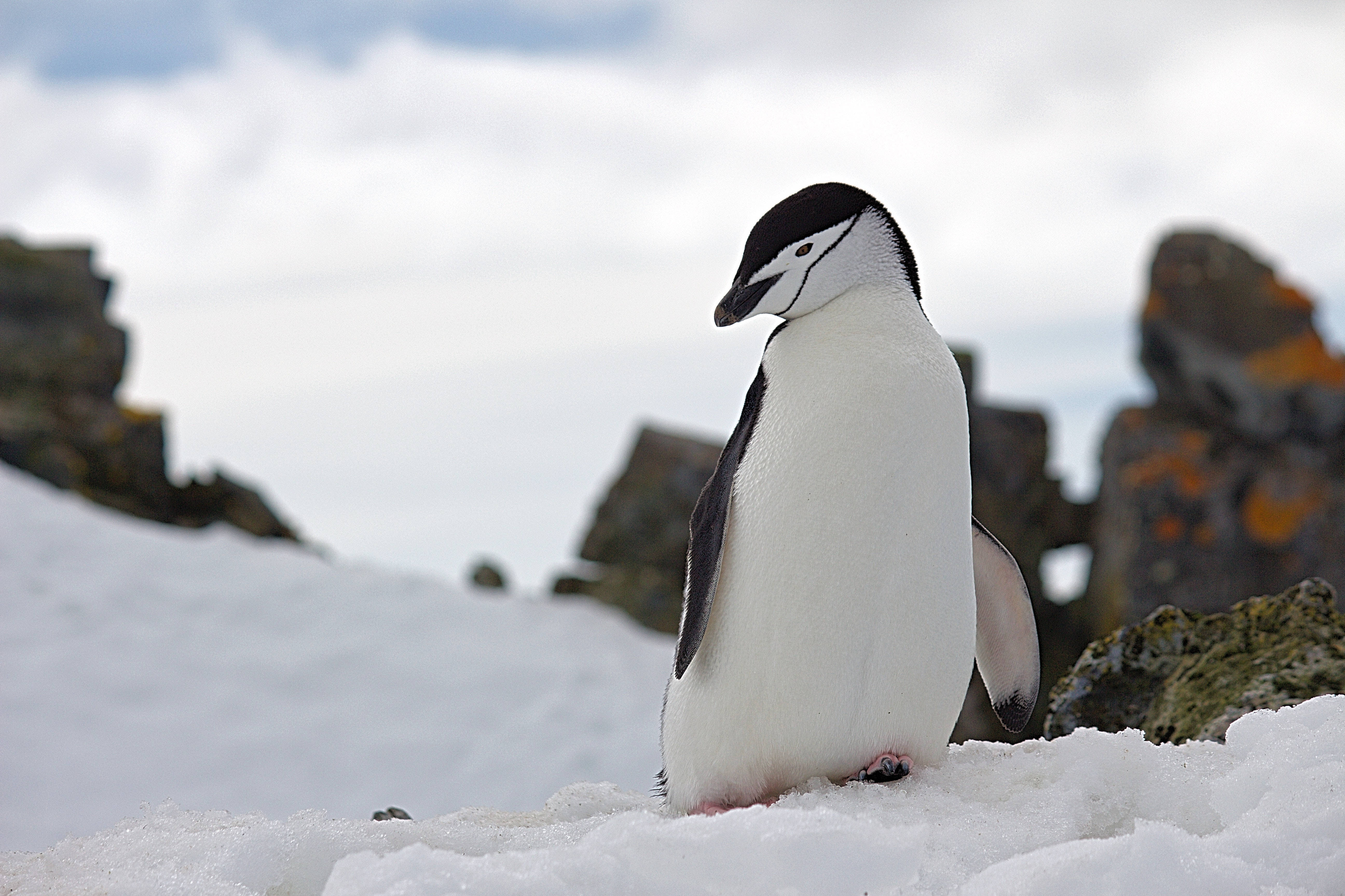 chinstrap penguin, snowy ground, rocky outcrops, 5K Desktop Wallpaper