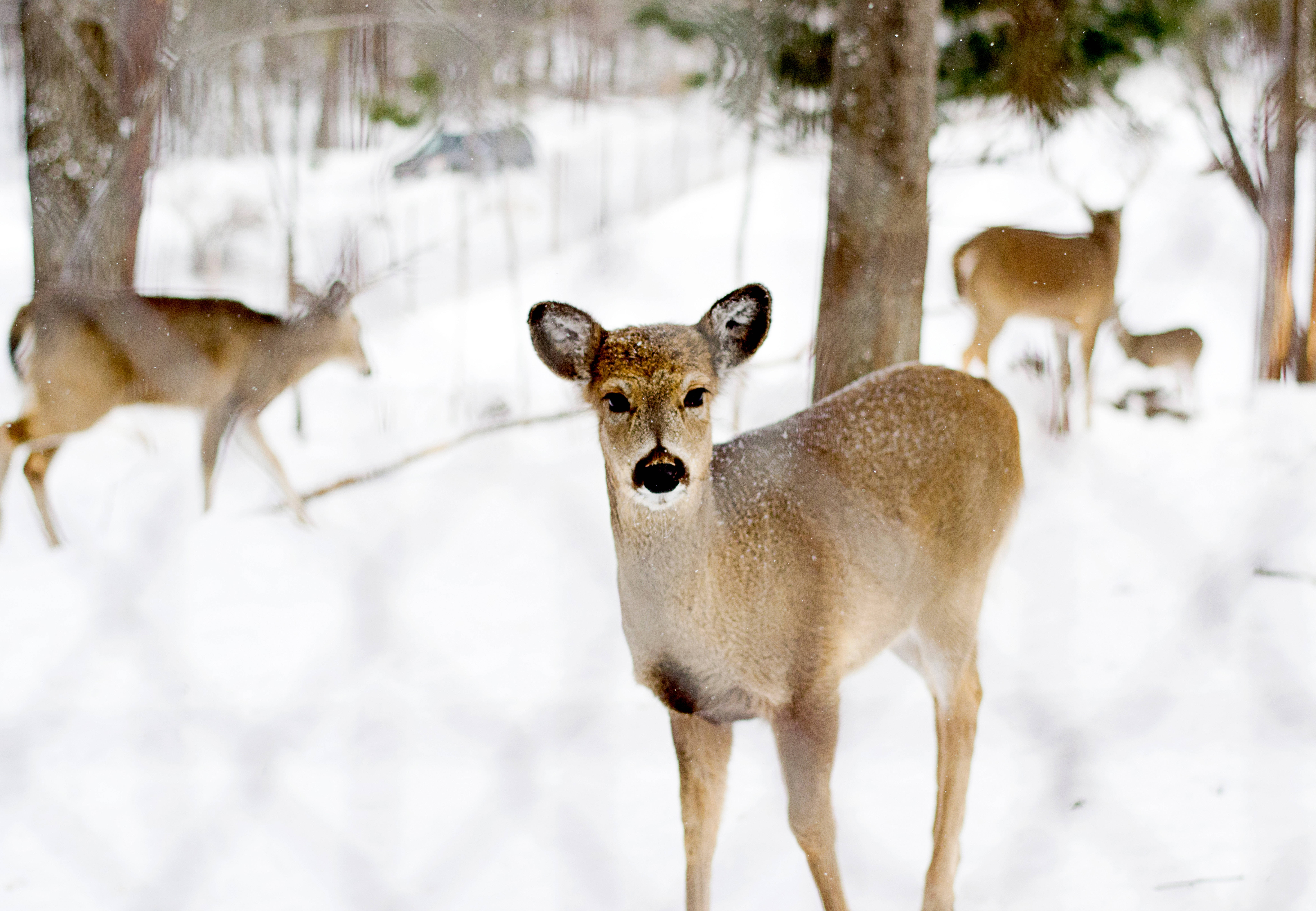 brown deer, snowy forest, snowflakes, 8K Desktop Wallpaper
