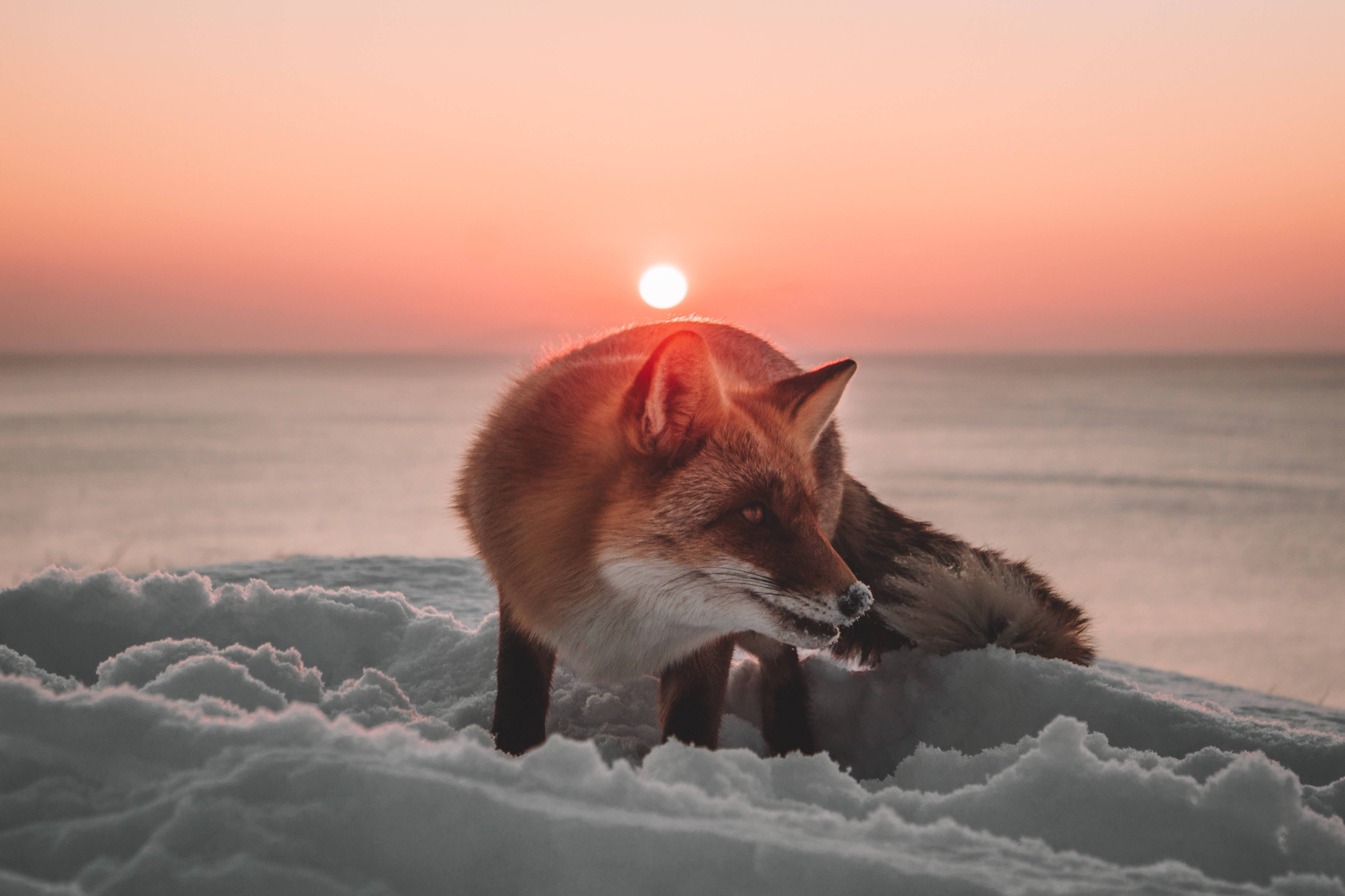 red fox, snowy terrain, sunset, 4K Desktop Wallpaper